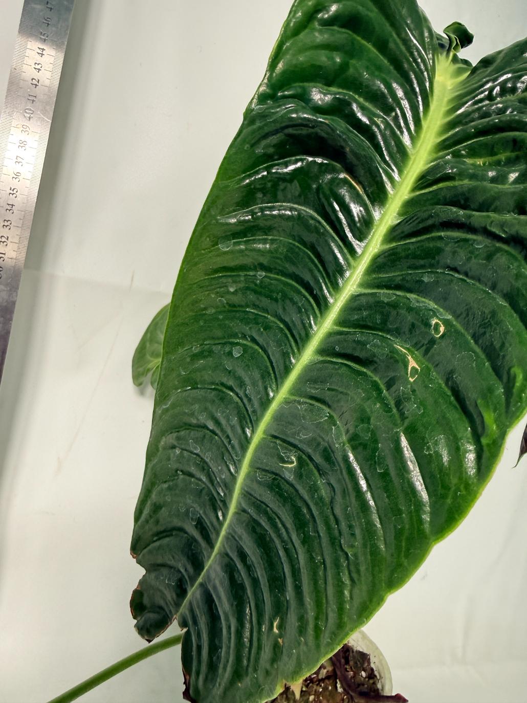 Anthurium veitchii narrow XL 10