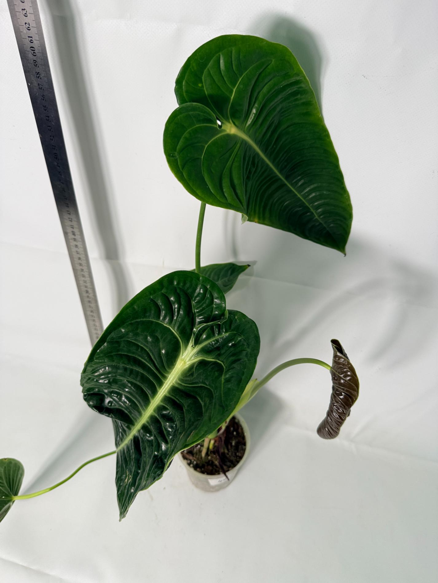 Anthurium veitchii narrow XL 3
