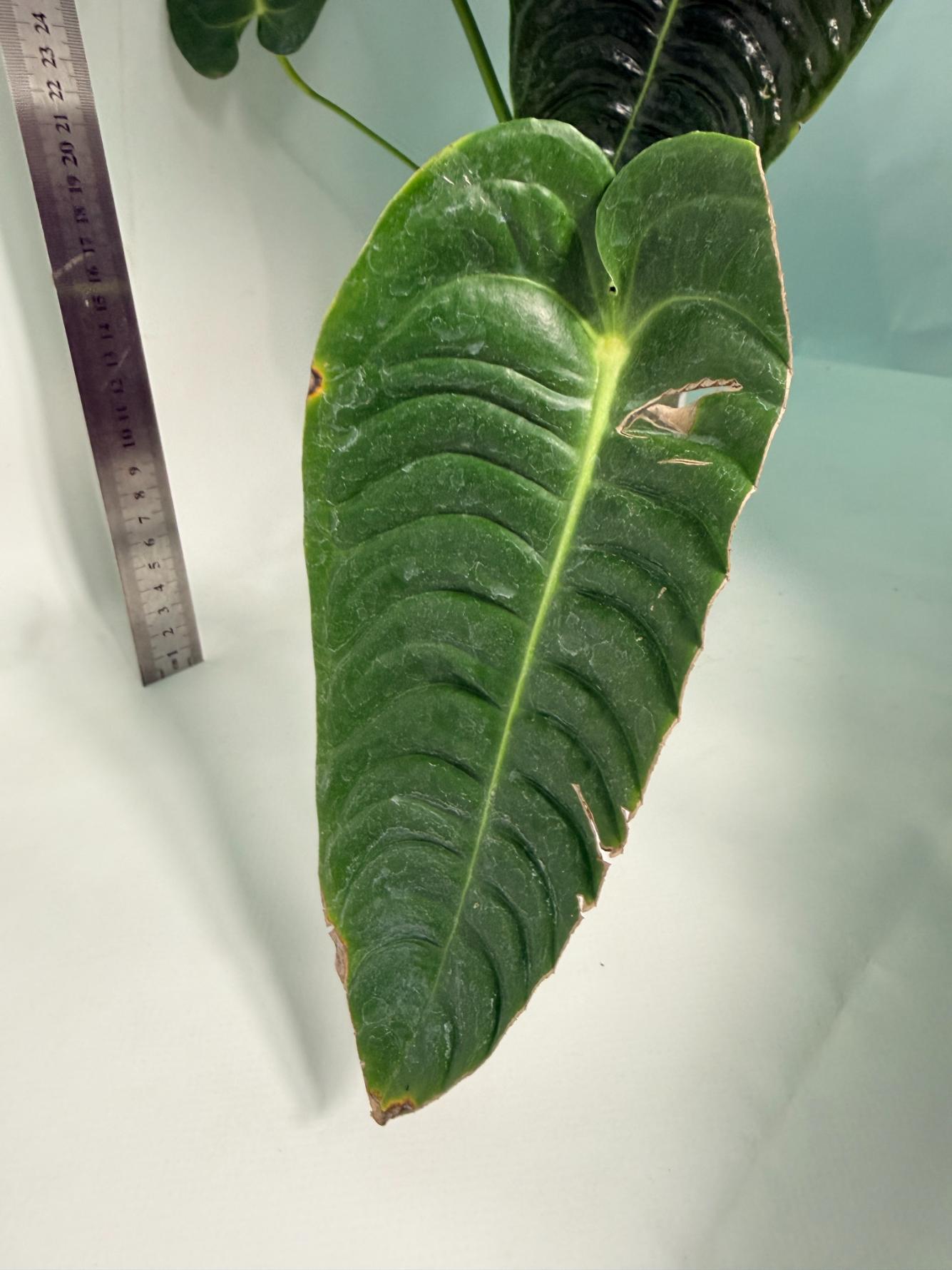 Anthurium veitchii narrow XL 11