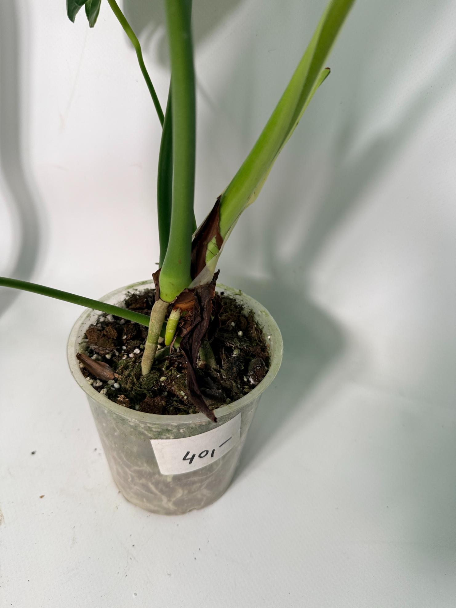 Anthurium veitchii narrow XL 13