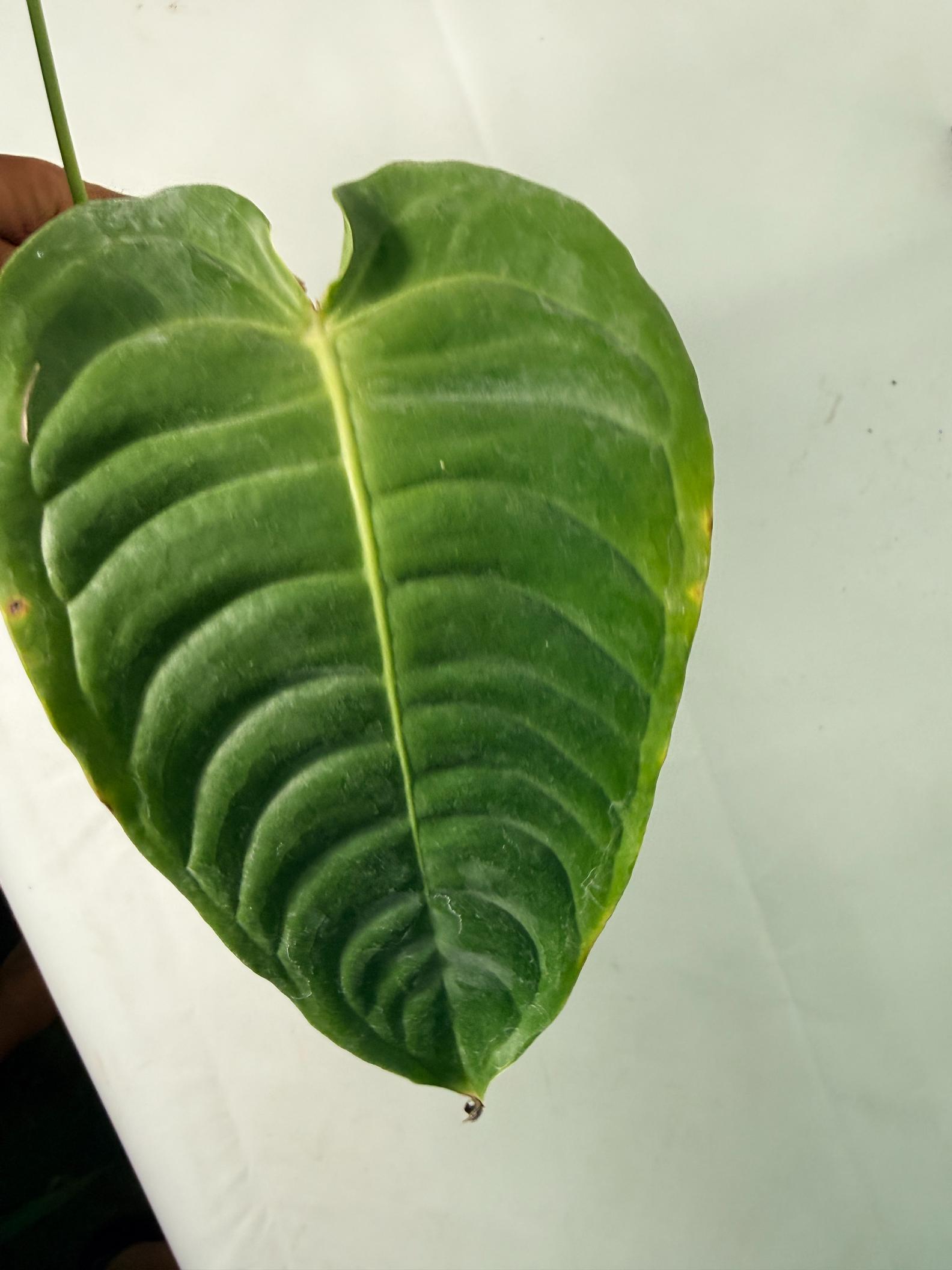 Anthurium veitchii narrow XL 12