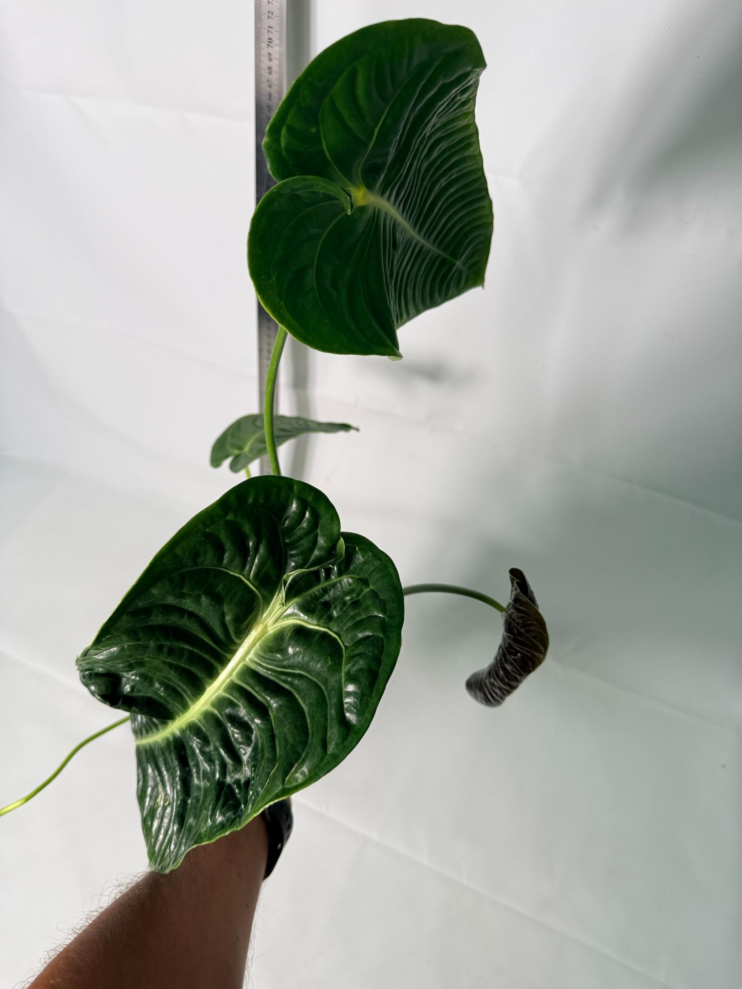Anthurium veitchii narrow XL 4
