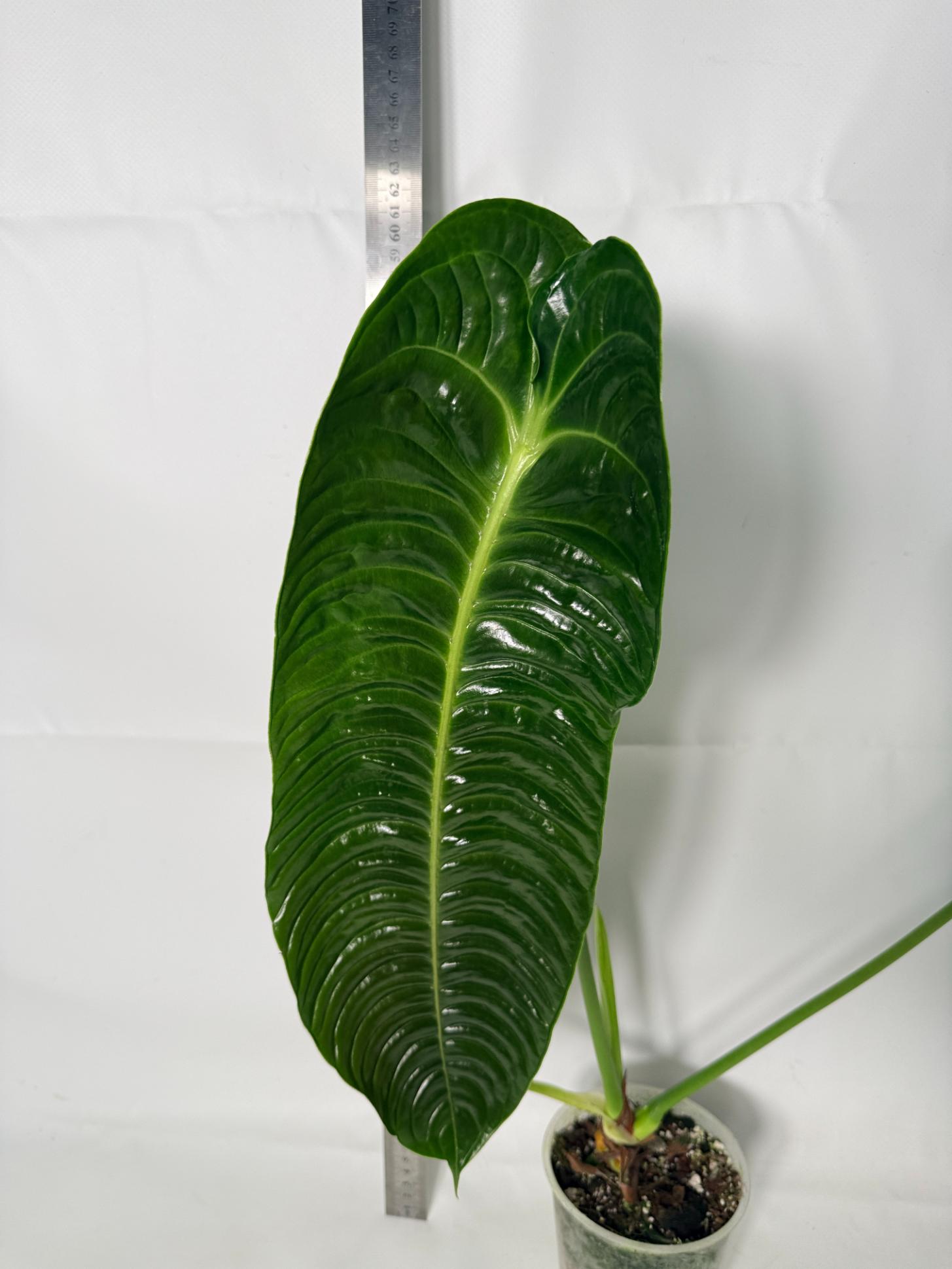 Anthurium veitchii narrow XL 7