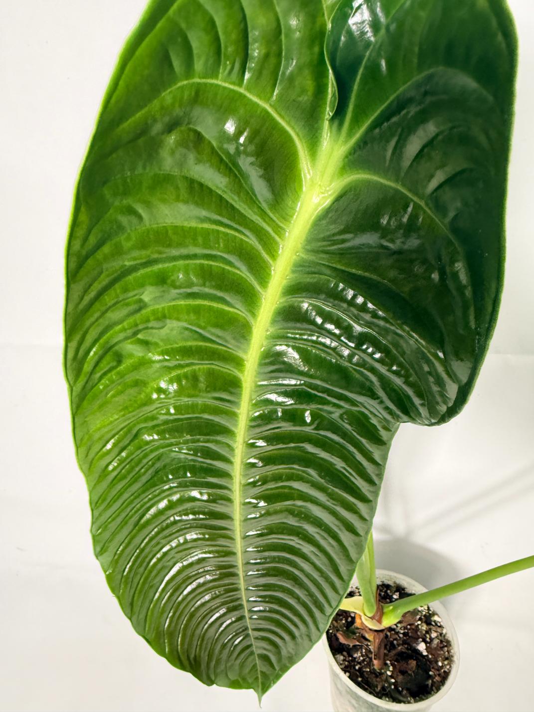 Anthurium veitchii narrow XL 9
