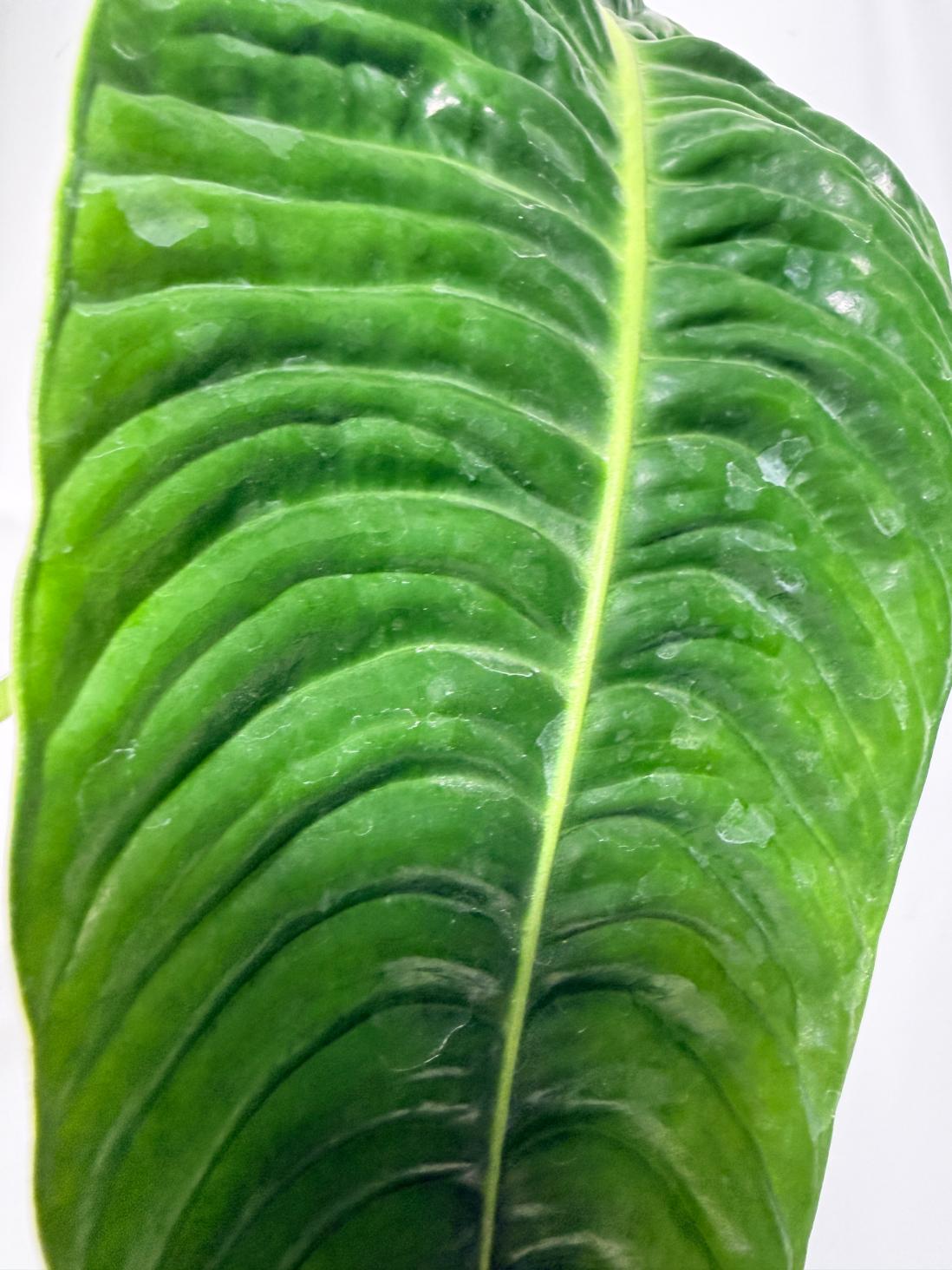 Anthurium veitchii narrow XL 10