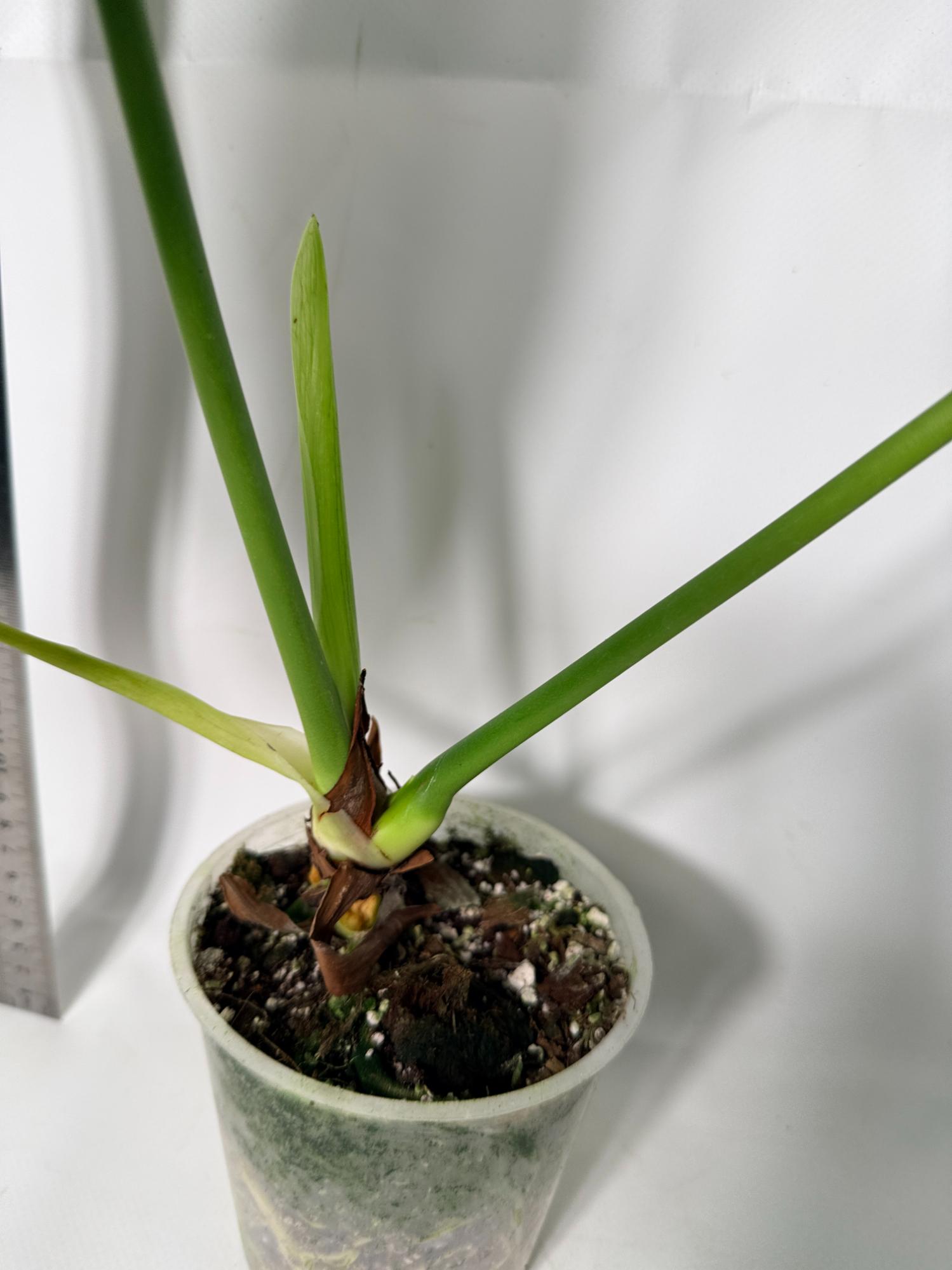 Anthurium veitchii narrow XL 8