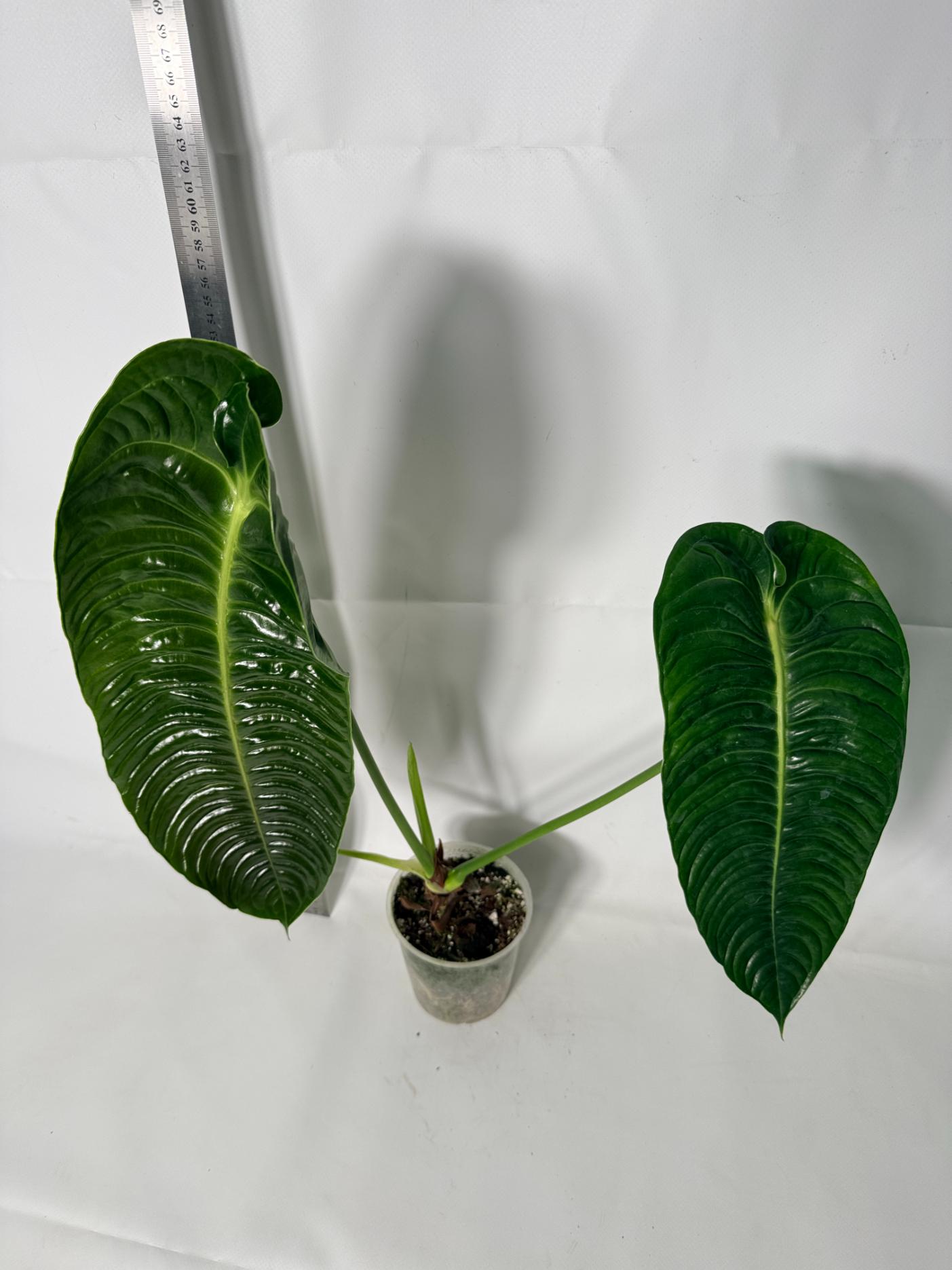 Anthurium veitchii narrow XL 3