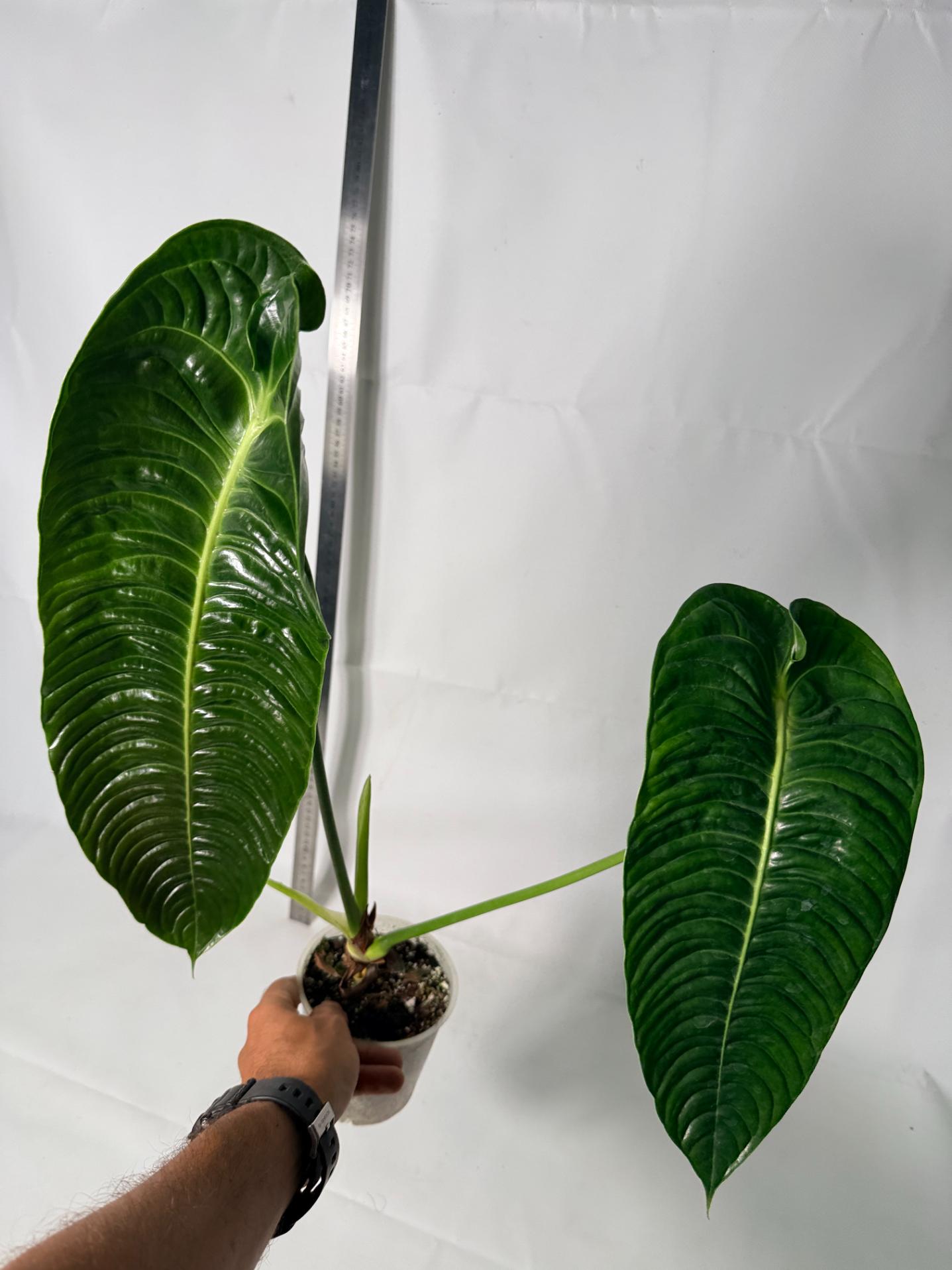 Anthurium veitchii narrow XL 4