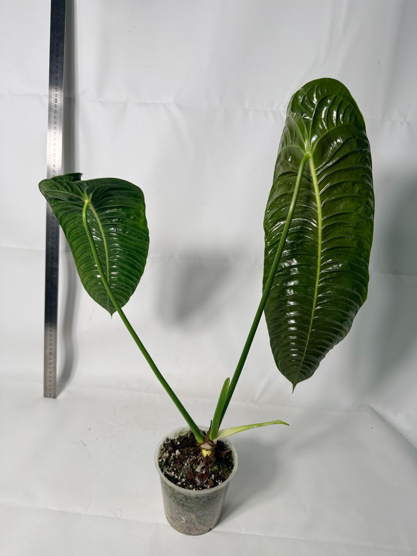 Anthurium veitchii narrow XL 5