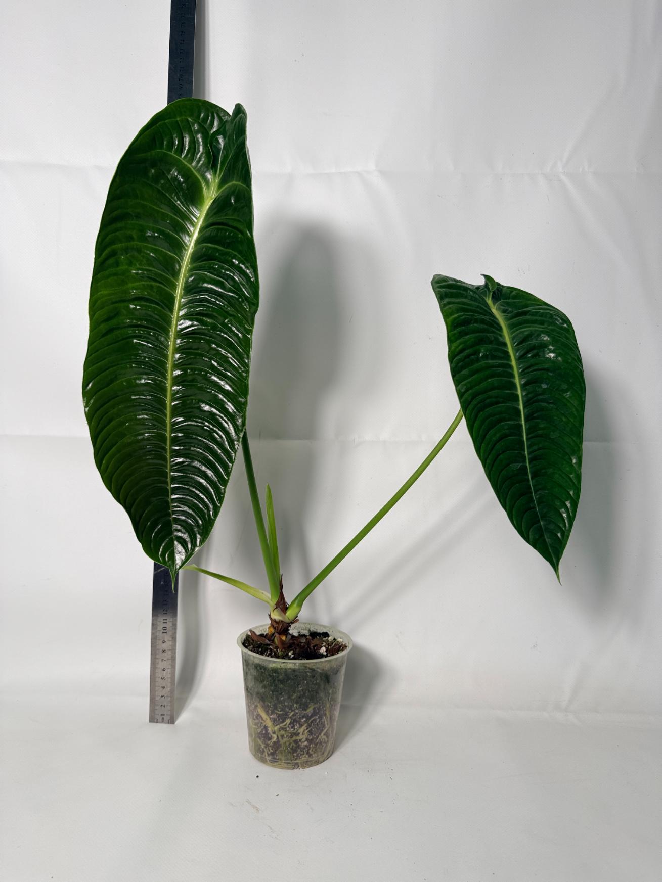 Anthurium veitchii narrow XL 6