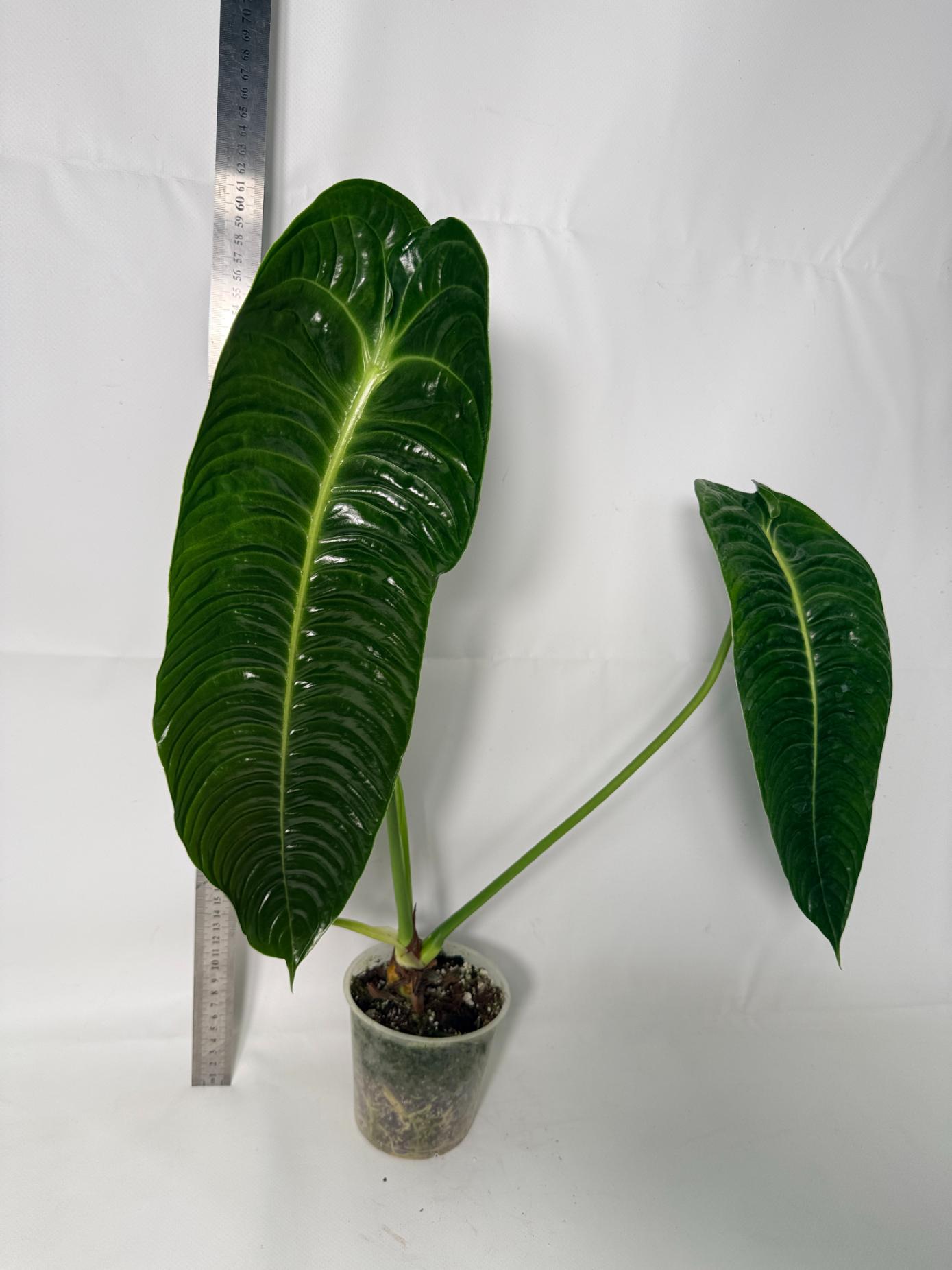 Anthurium veitchii narrow XL 1