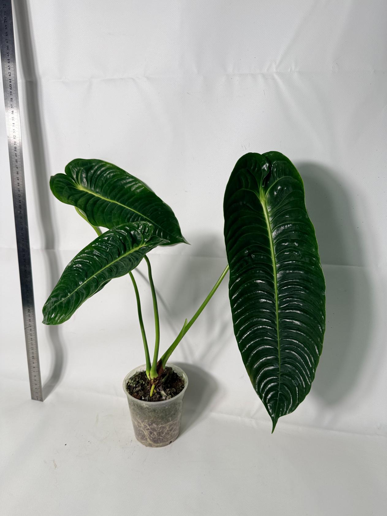 Anthurium veitchii narrow XL 1
