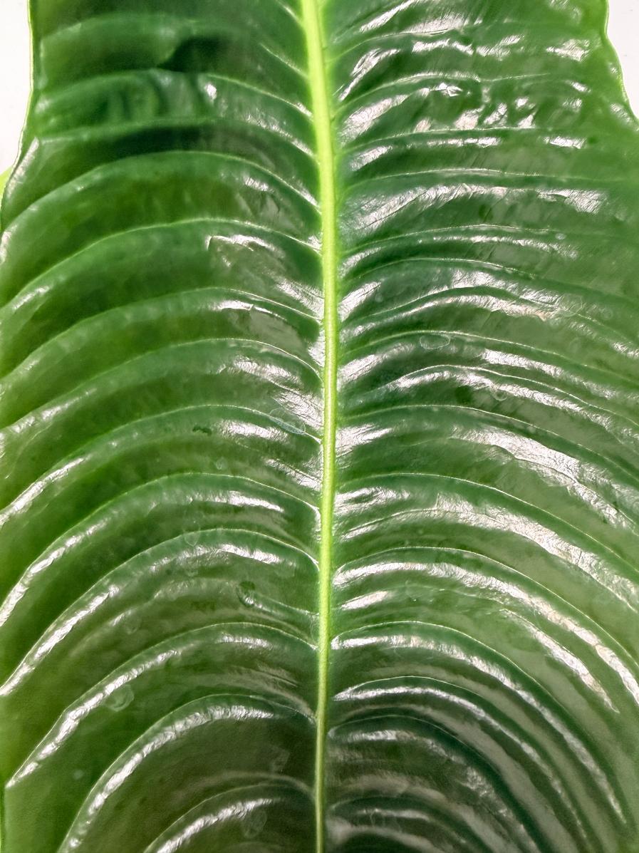 Anthurium veitchii narrow XL 10