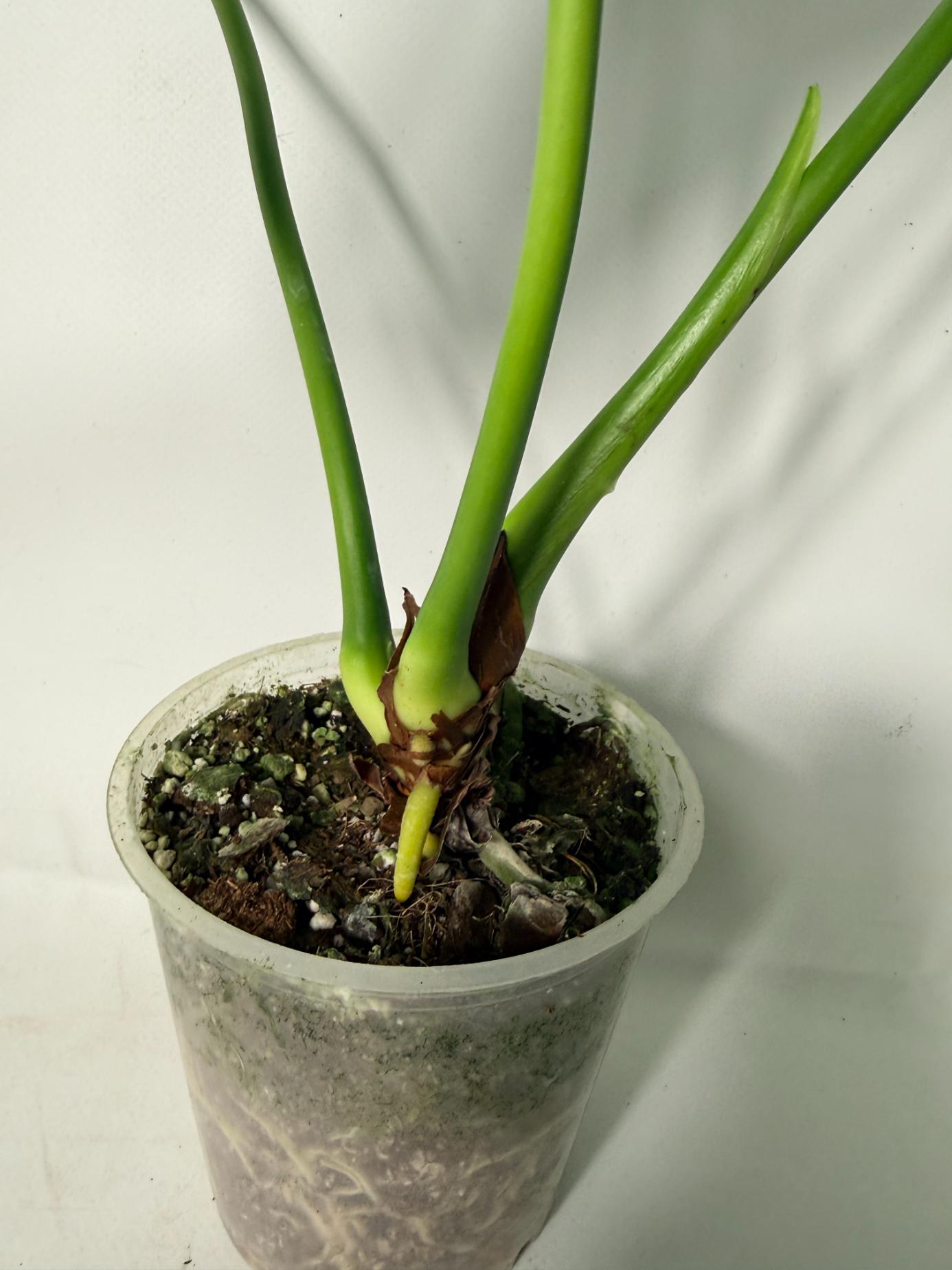 Anthurium veitchii narrow XL 13