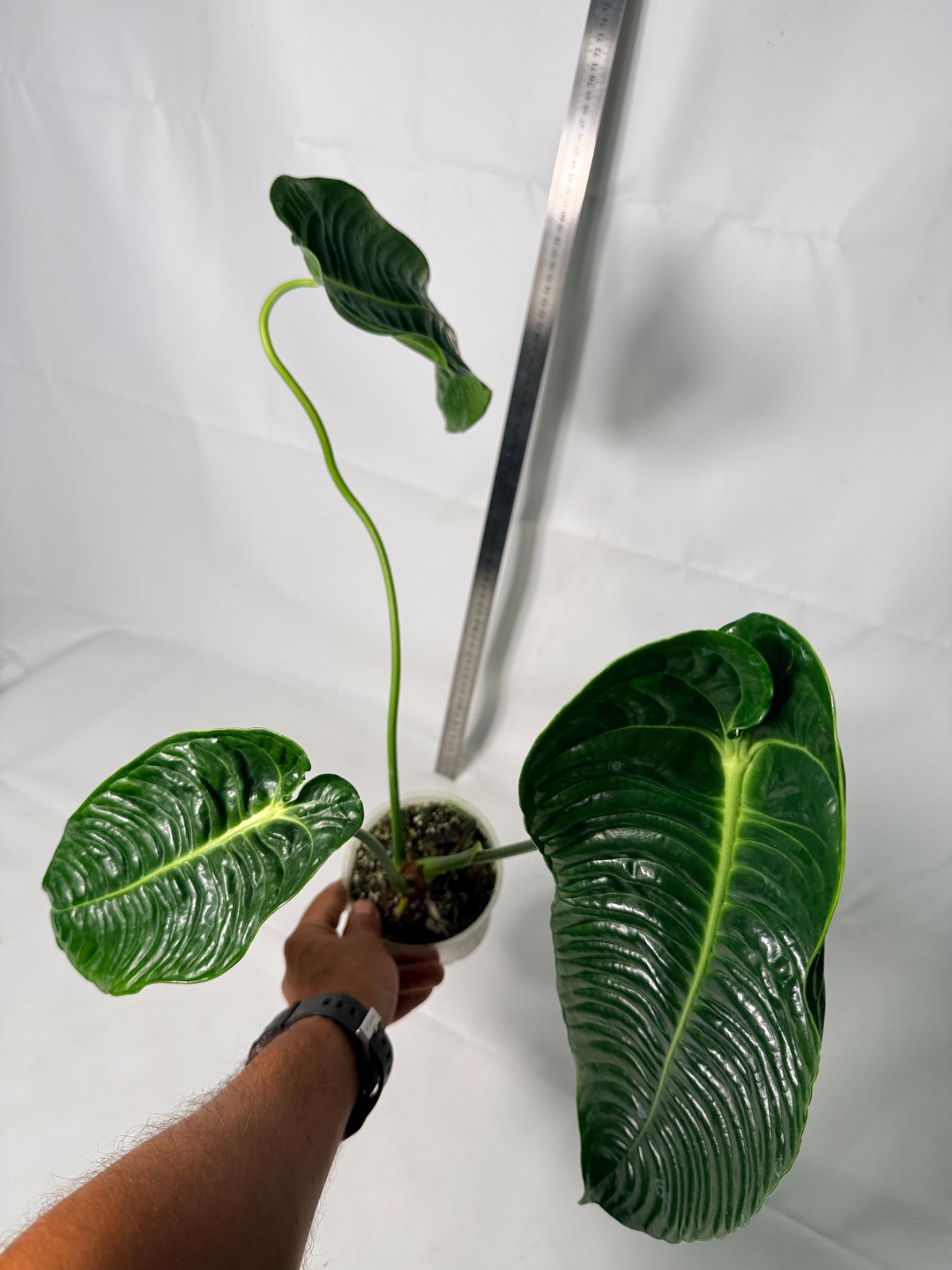 Anthurium veitchii narrow XL | Welovetropicalplants