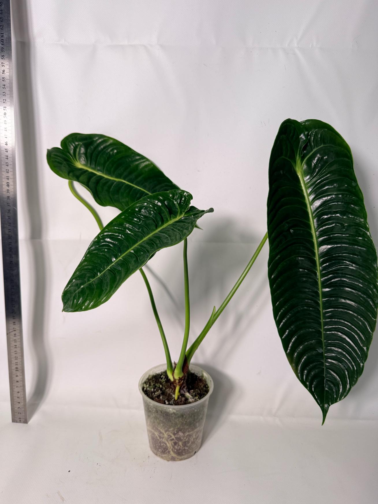 Anthurium veitchii narrow XL 12