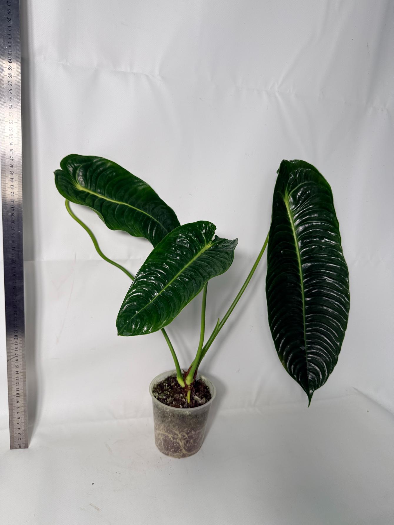 Anthurium veitchii narrow XL 3
