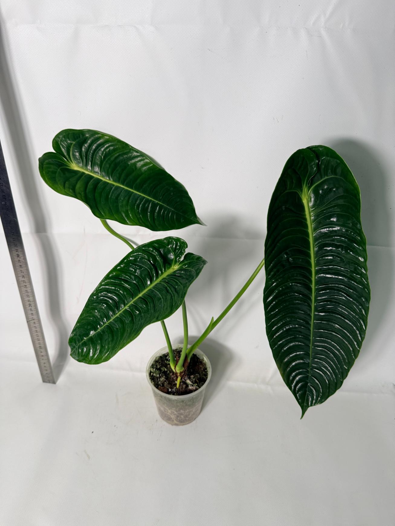 Anthurium veitchii narrow XL 4