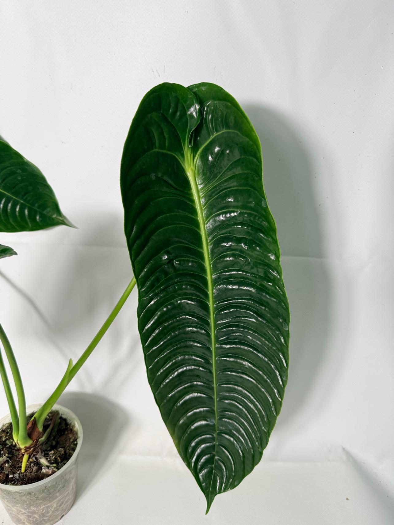 Anthurium veitchii narrow XL 5