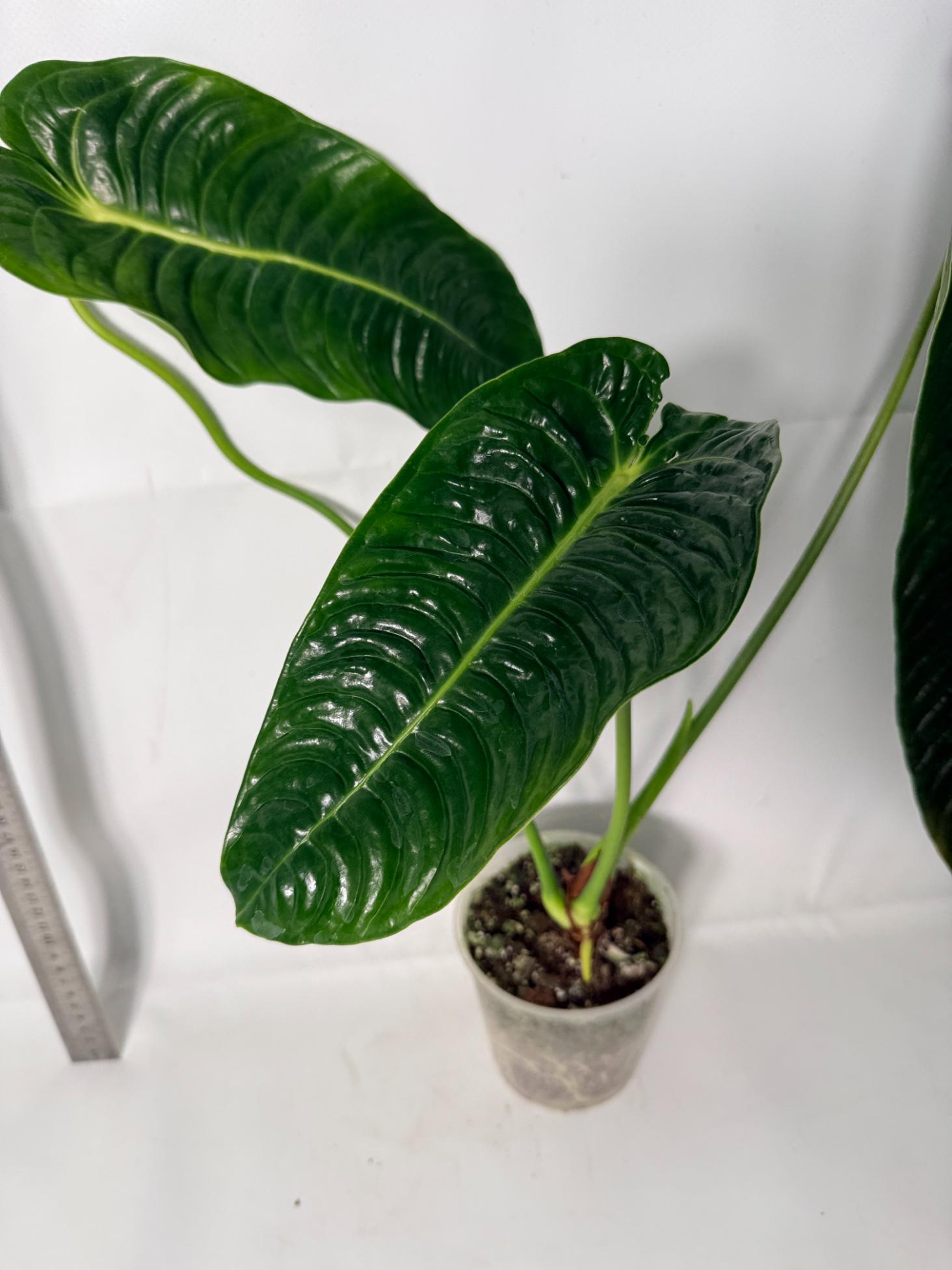 Anthurium veitchii narrow XL 6