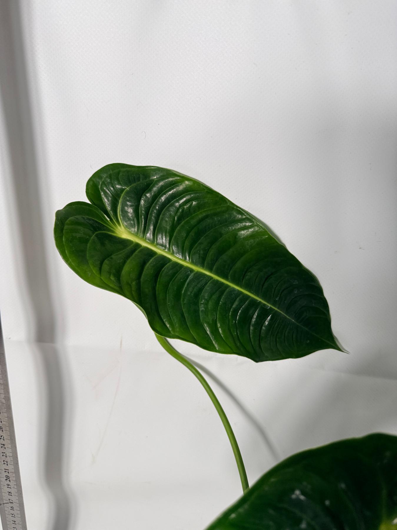 Anthurium veitchii narrow XL 7