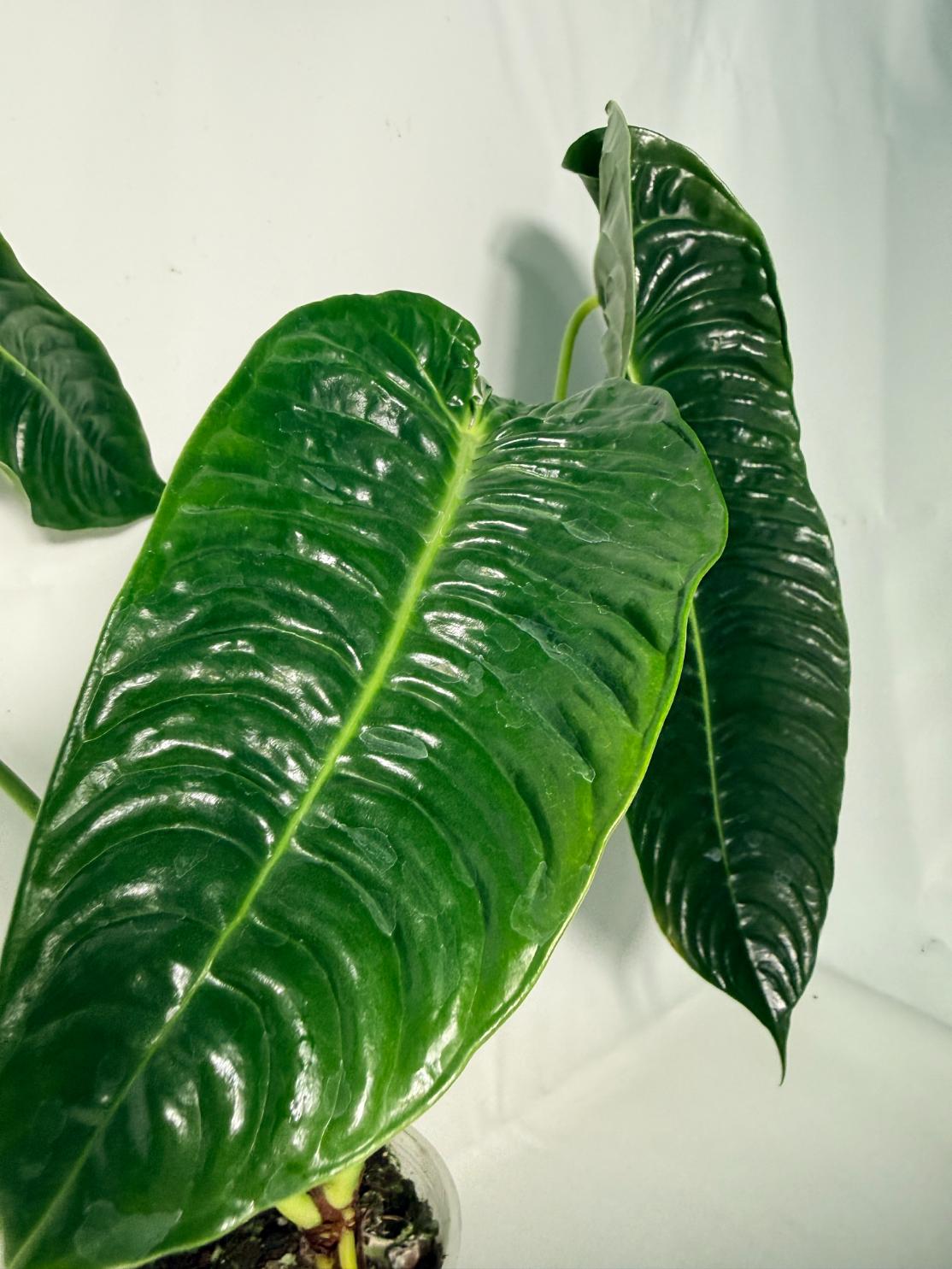 Anthurium veitchii narrow XL 8