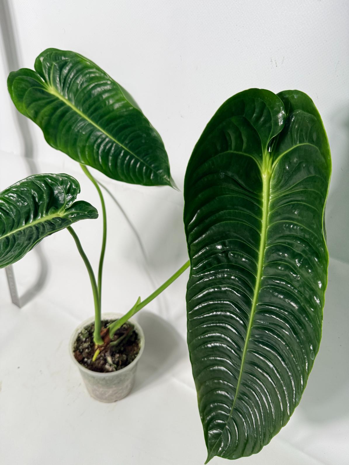 Anthurium veitchii narrow XL | Welovetropicalplants