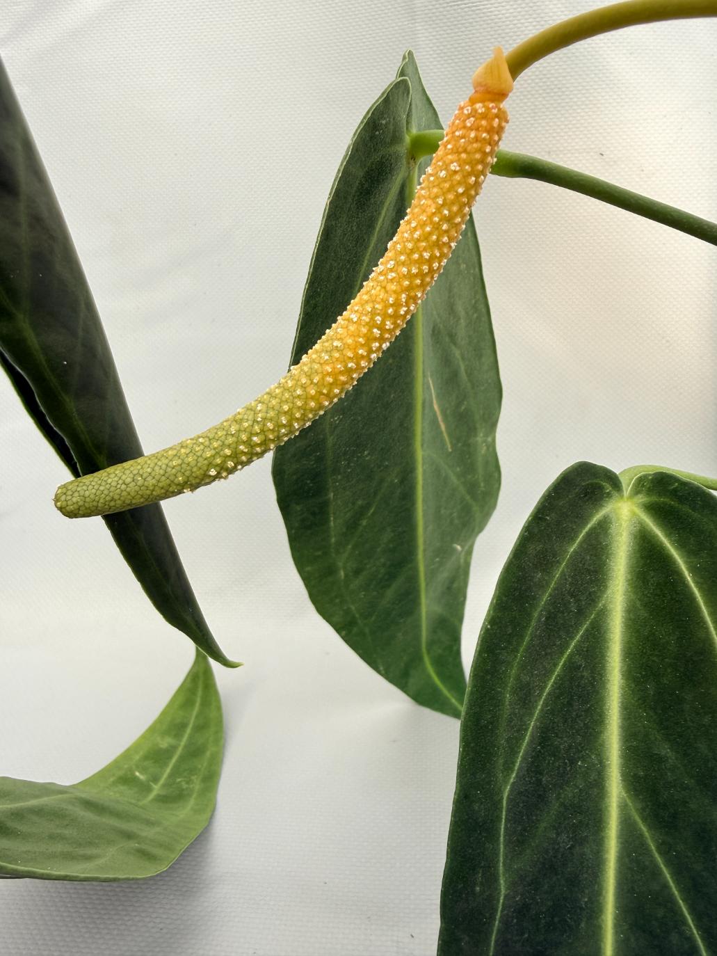 anthurium warocqueanum price Anthurium Warocqueanum XL