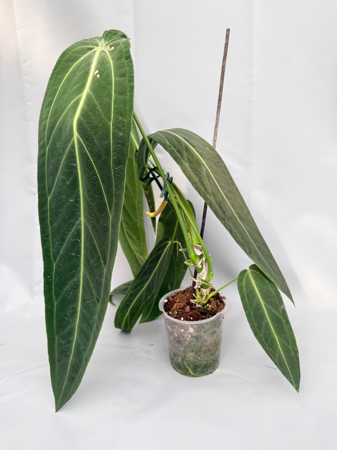 Anthurium Warocqueanum 01