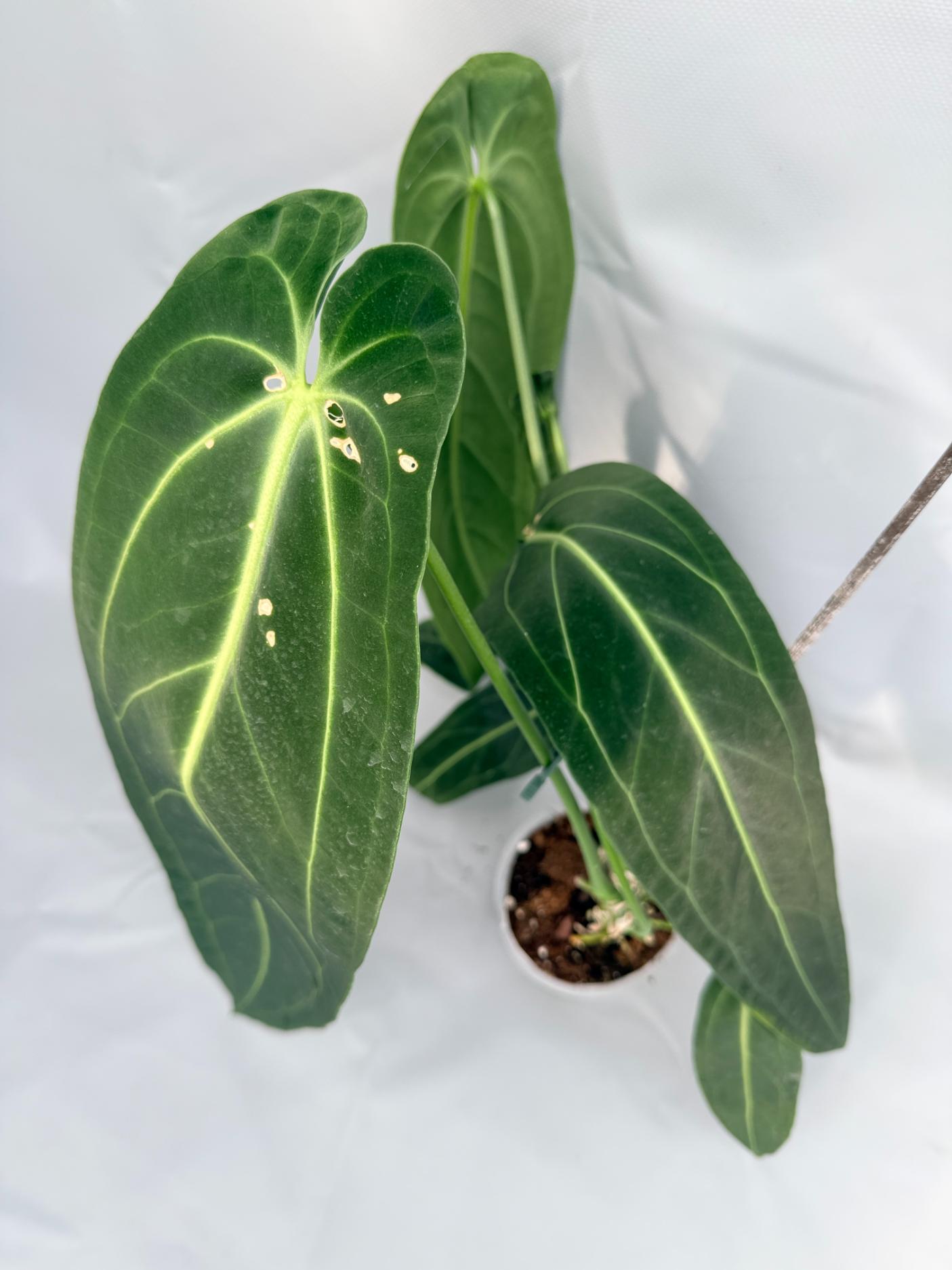 Anthurium Warocqueanum 02