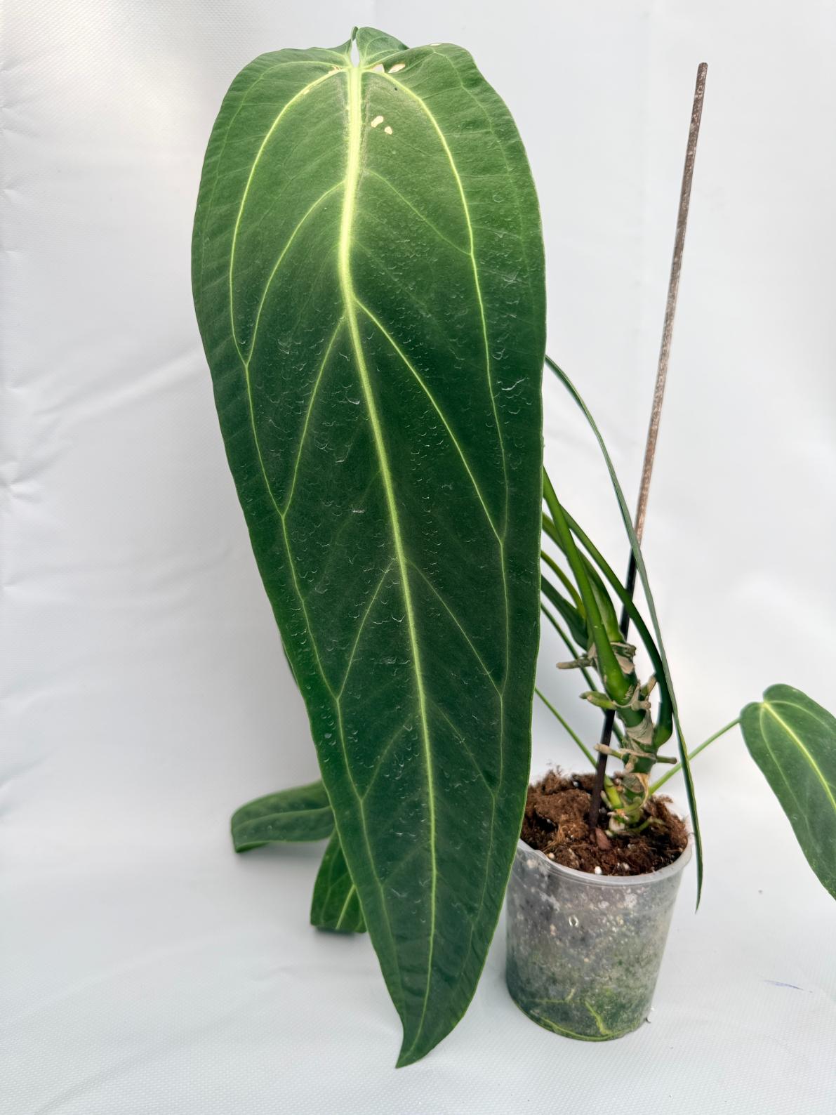 anthurium warocqueanum new leaf Anthurium Warocqueanum XL