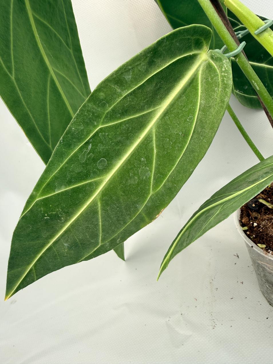 Anthurium Warocqueanum 06