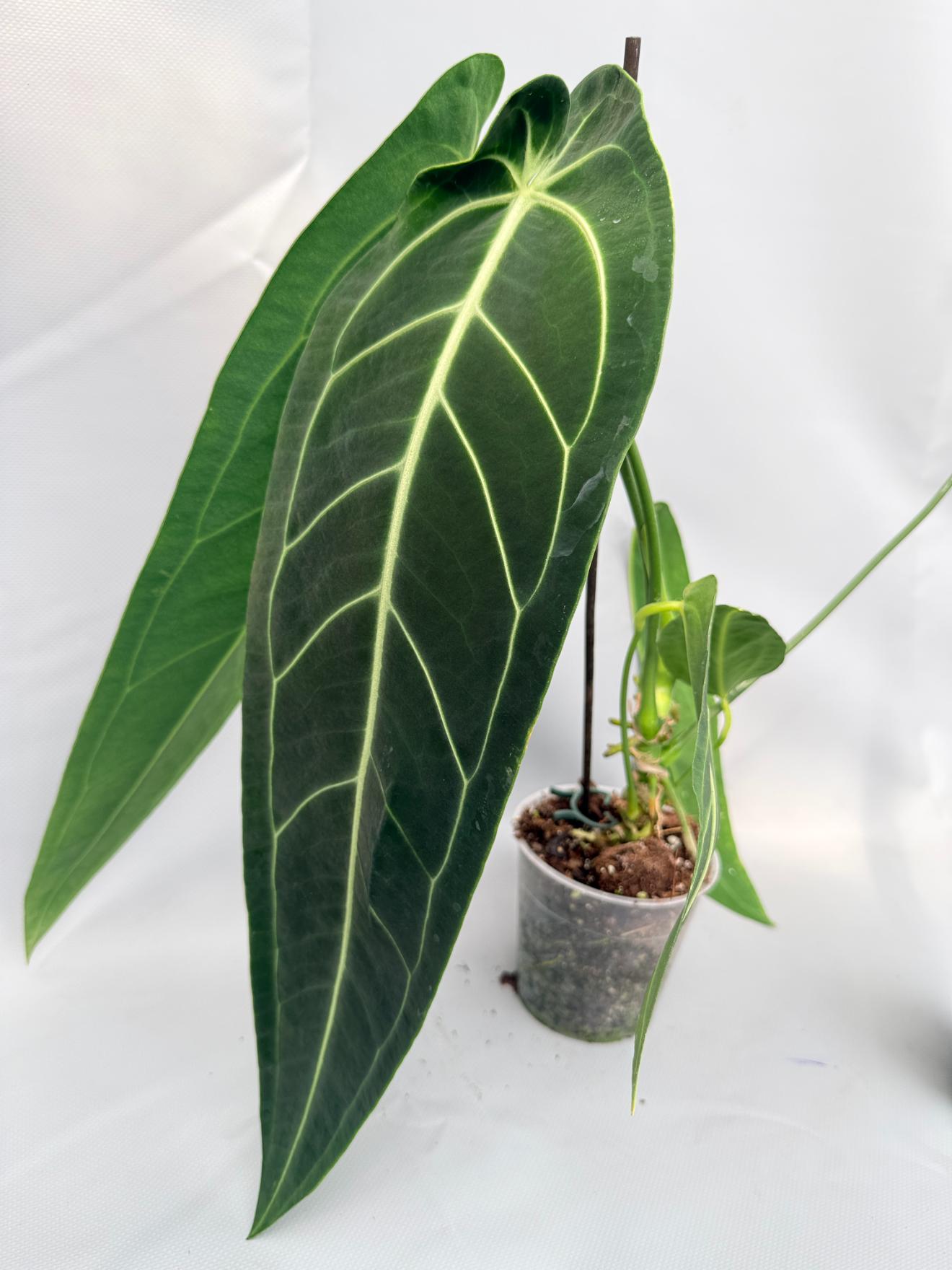 Anthurium Warocqueanum 08
