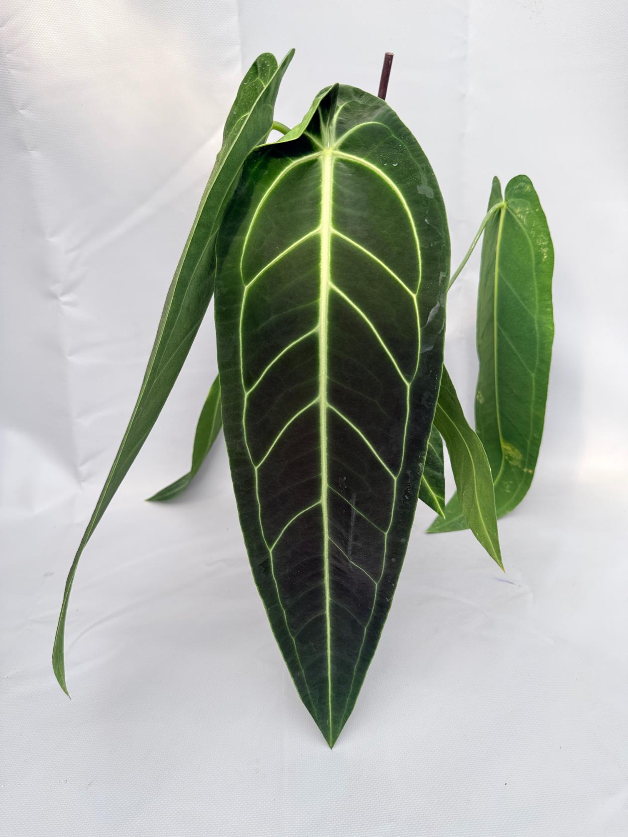 Anthurium Warocqueanum 01