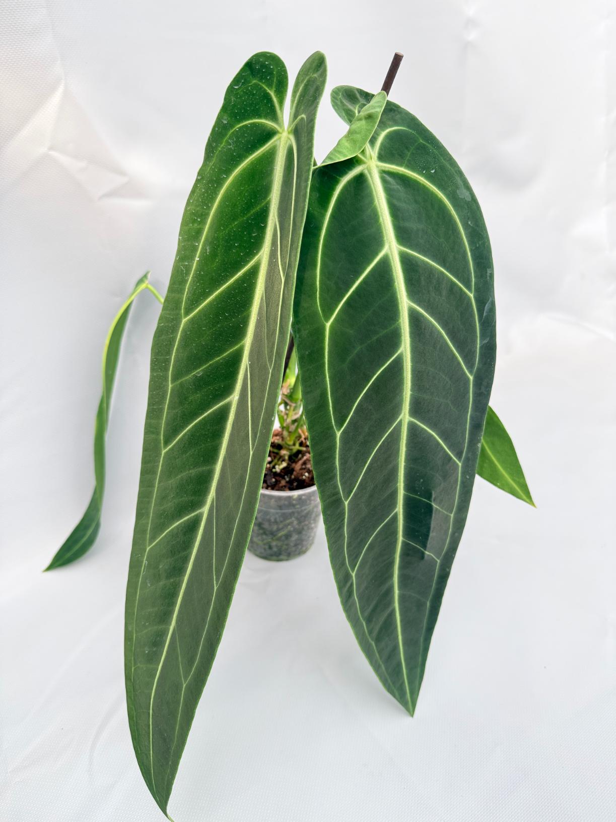 Anthurium Warocqueanum 02
