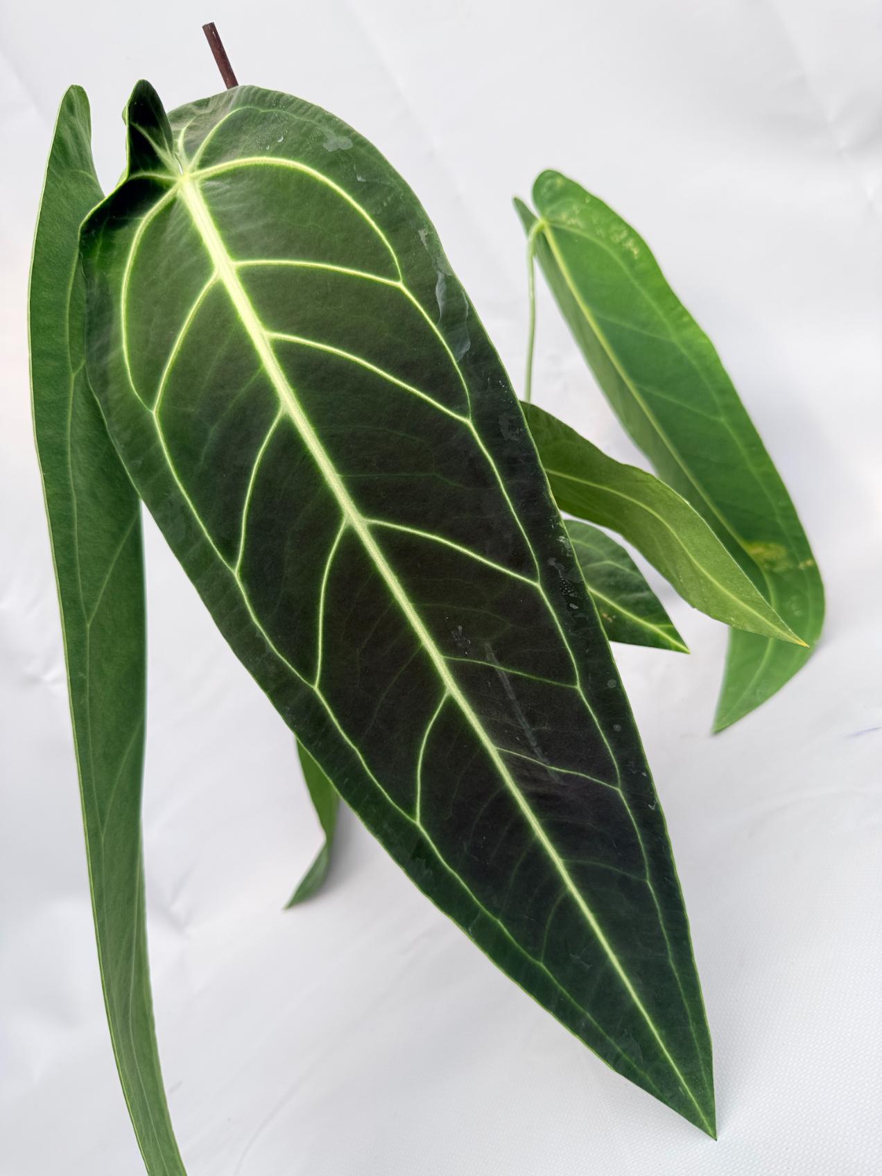 Anthurium Warocqueanum 03