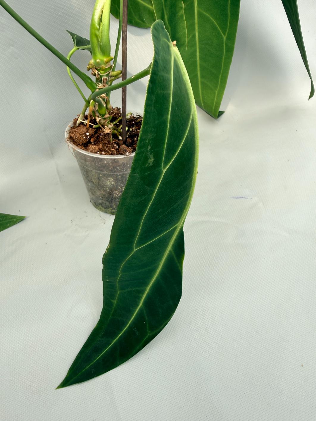 Anthurium Warocqueanum 04