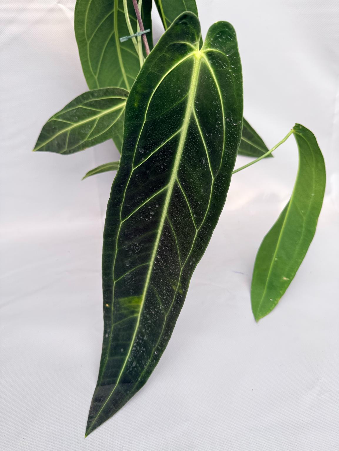 Anthurium Warocqueanum 05