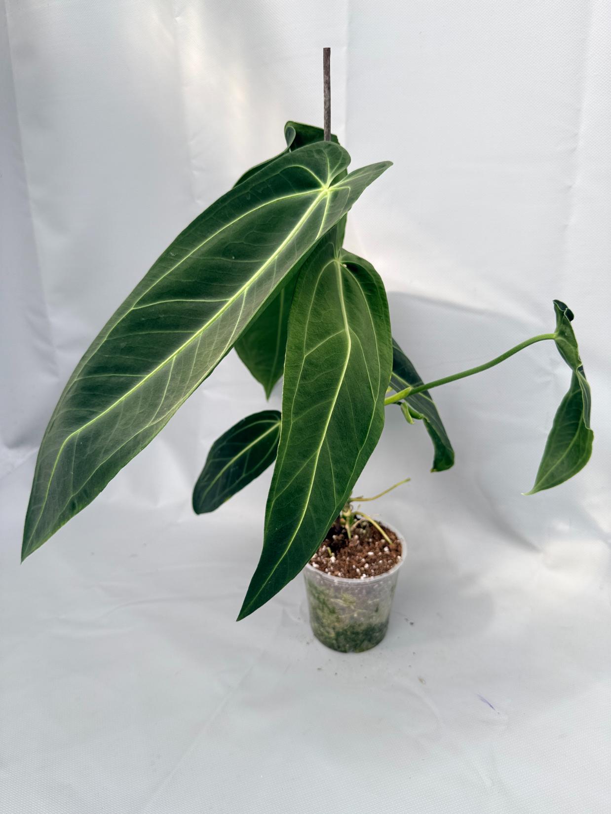 Anthurium Warocqueanum 01