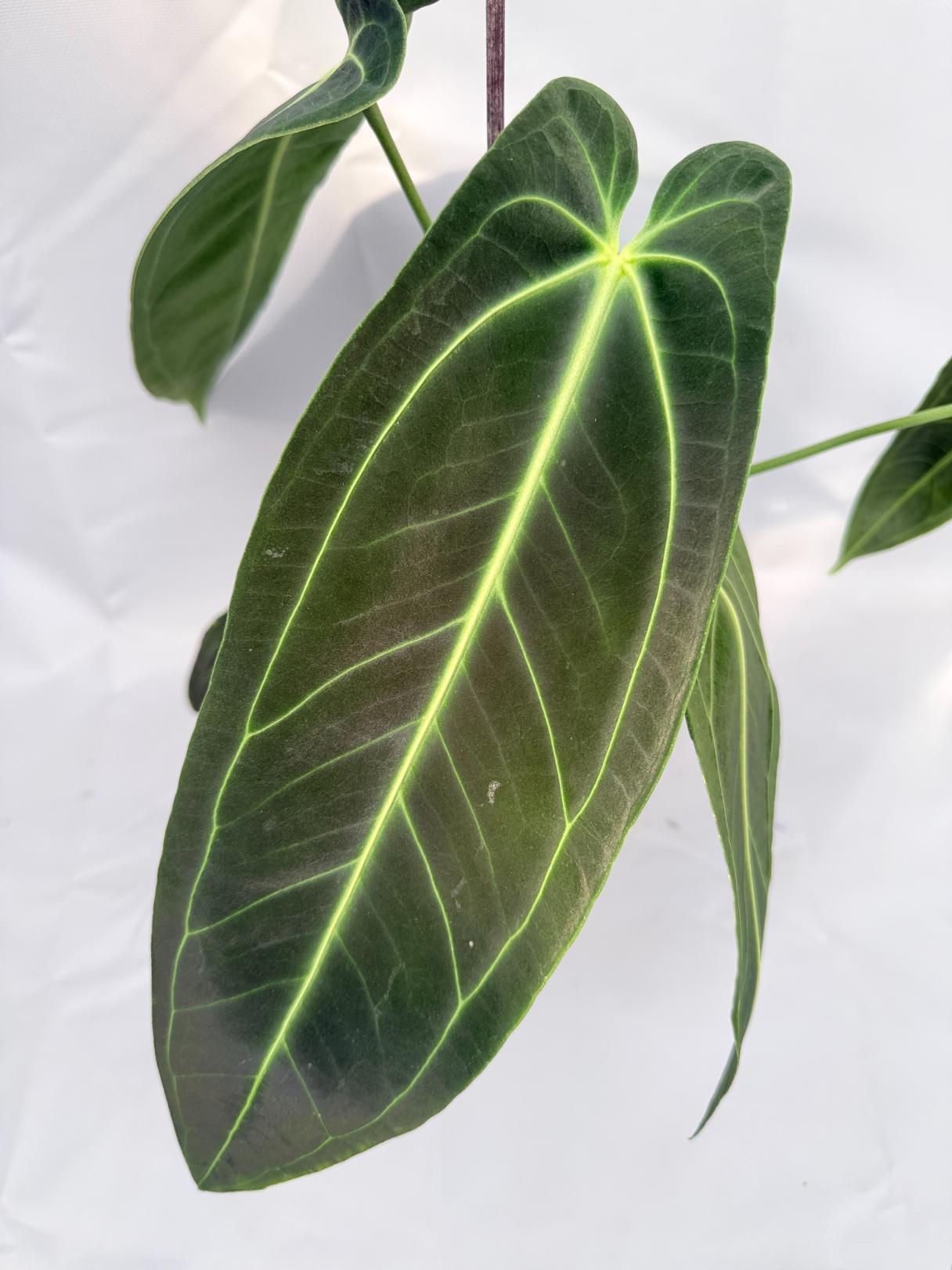 Anthurium Warocqueanum 02