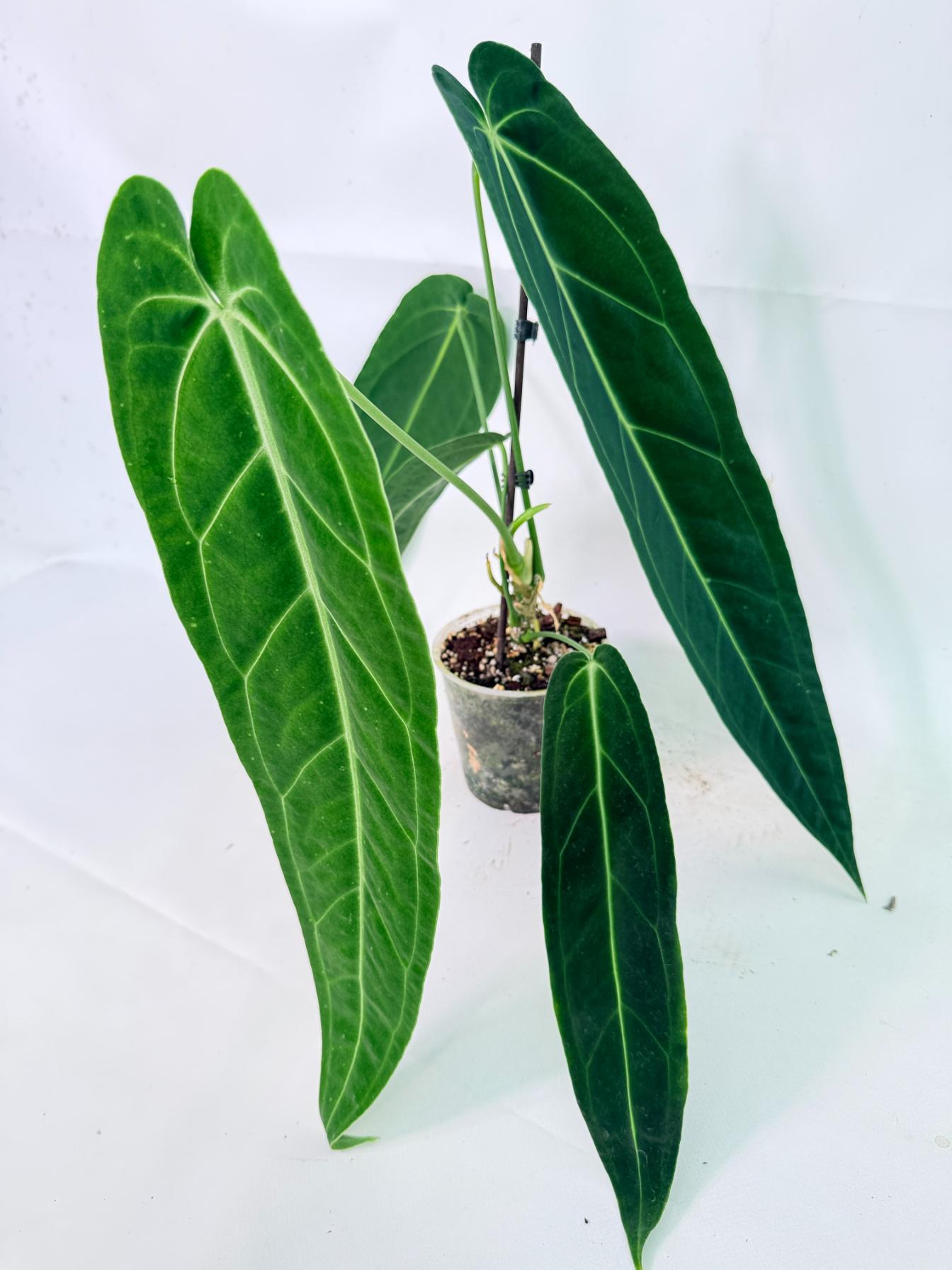 Anthurium Warocqueanum 01