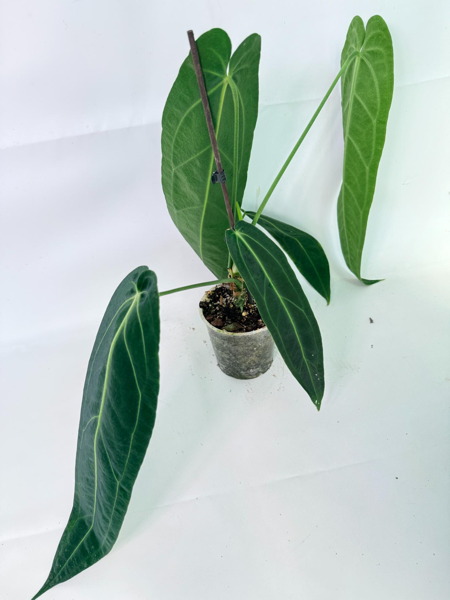 Anthurium Warocqueanum 10