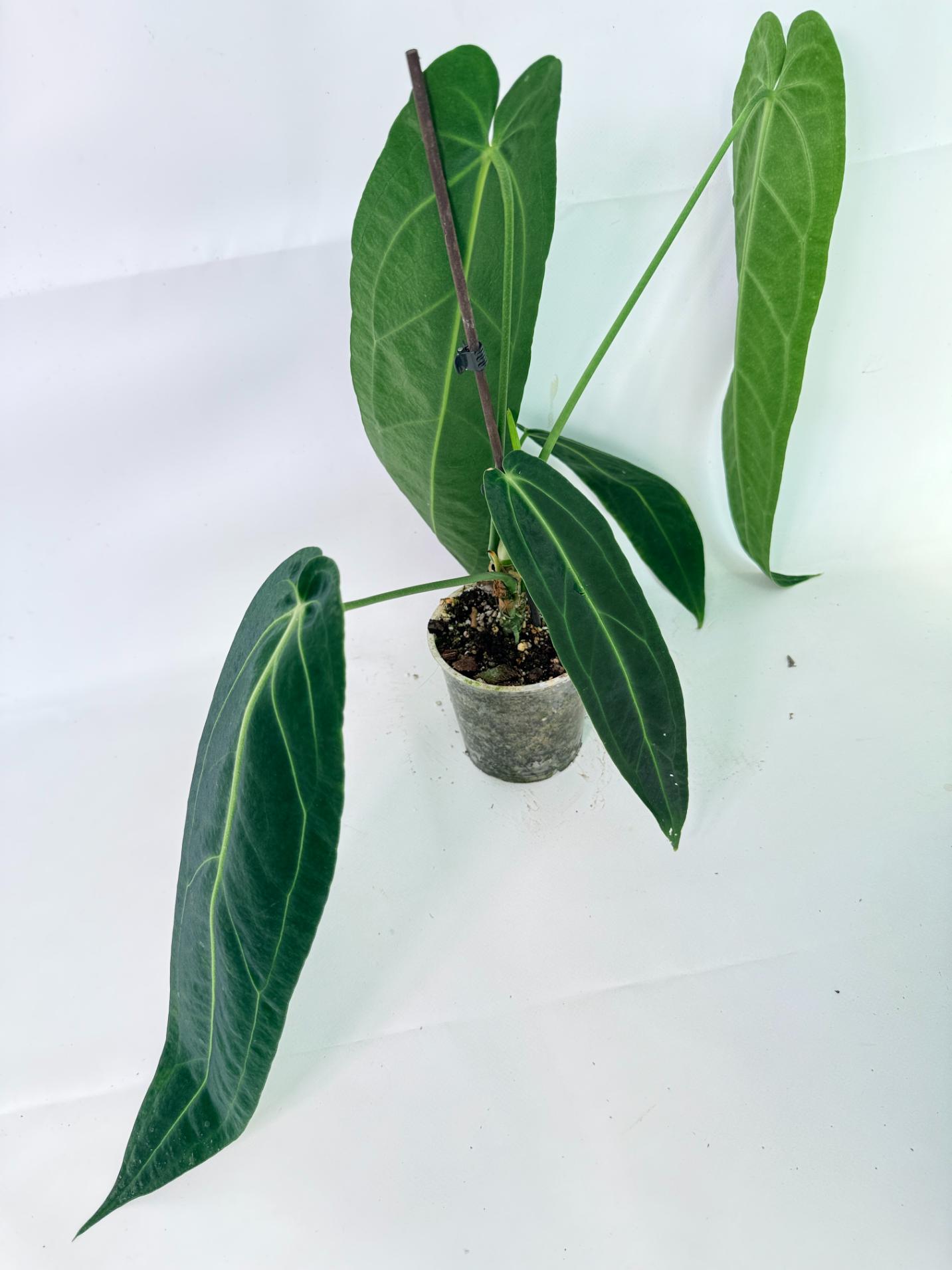 Anthurium Warocqueanum 11