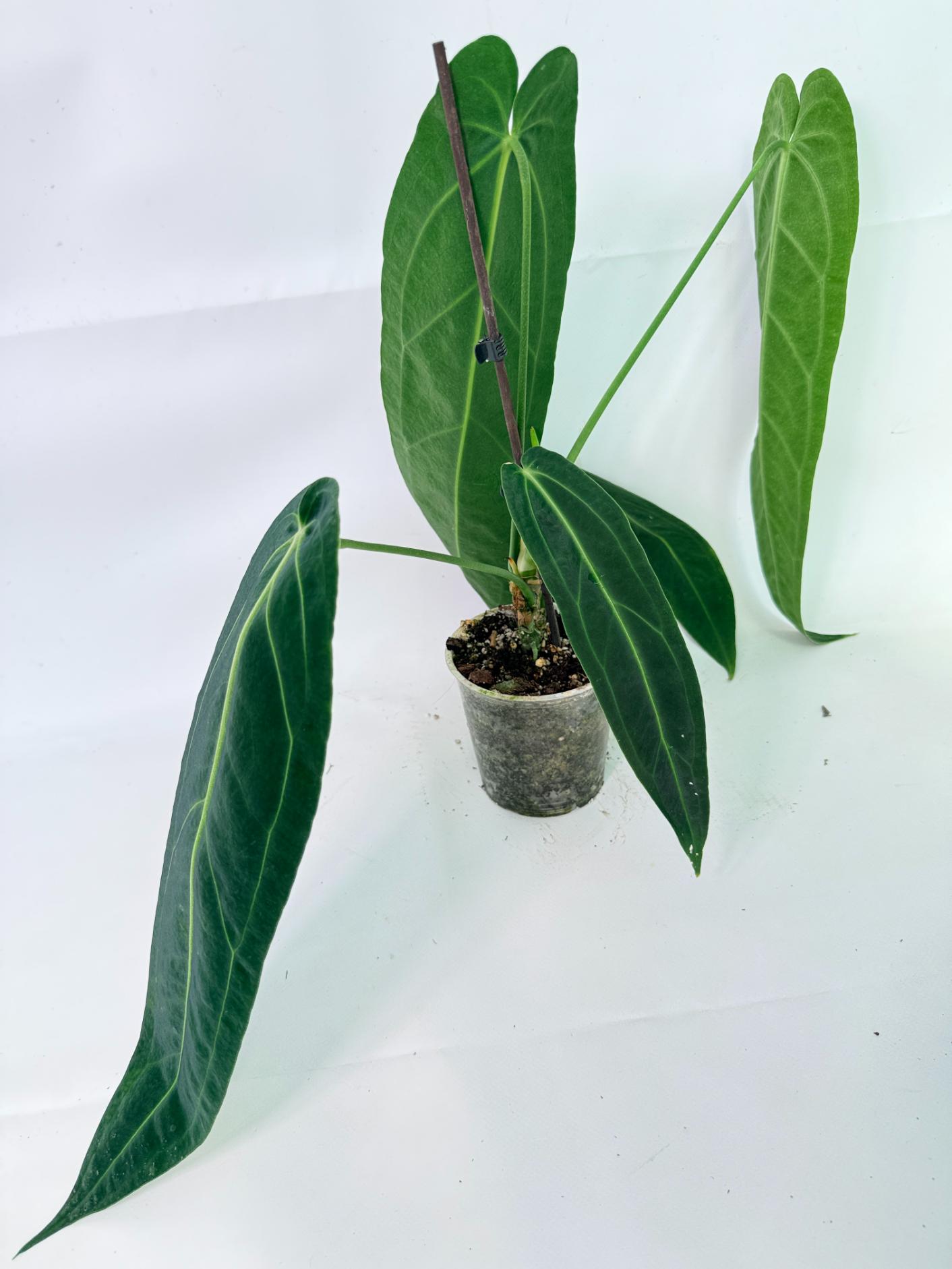 Anthurium Warocqueanum 12