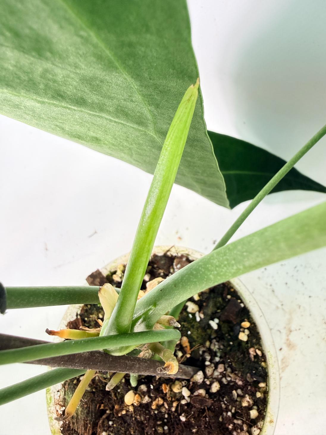 Anthurium Warocqueanum 14