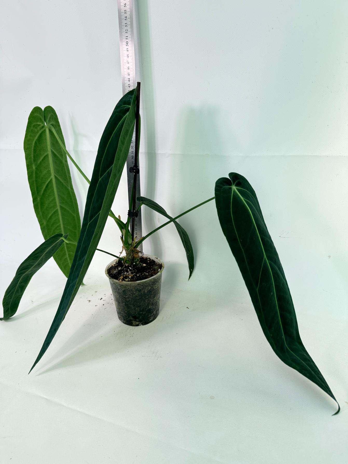 Anthurium Warocqueanum 02