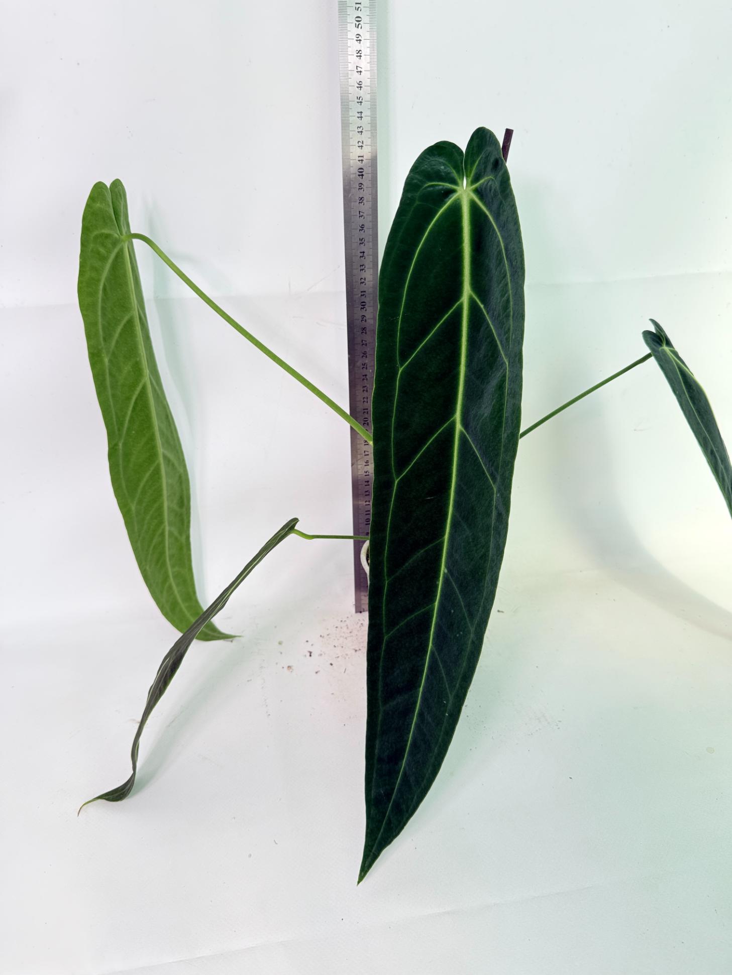 Anthurium Warocqueanum 03