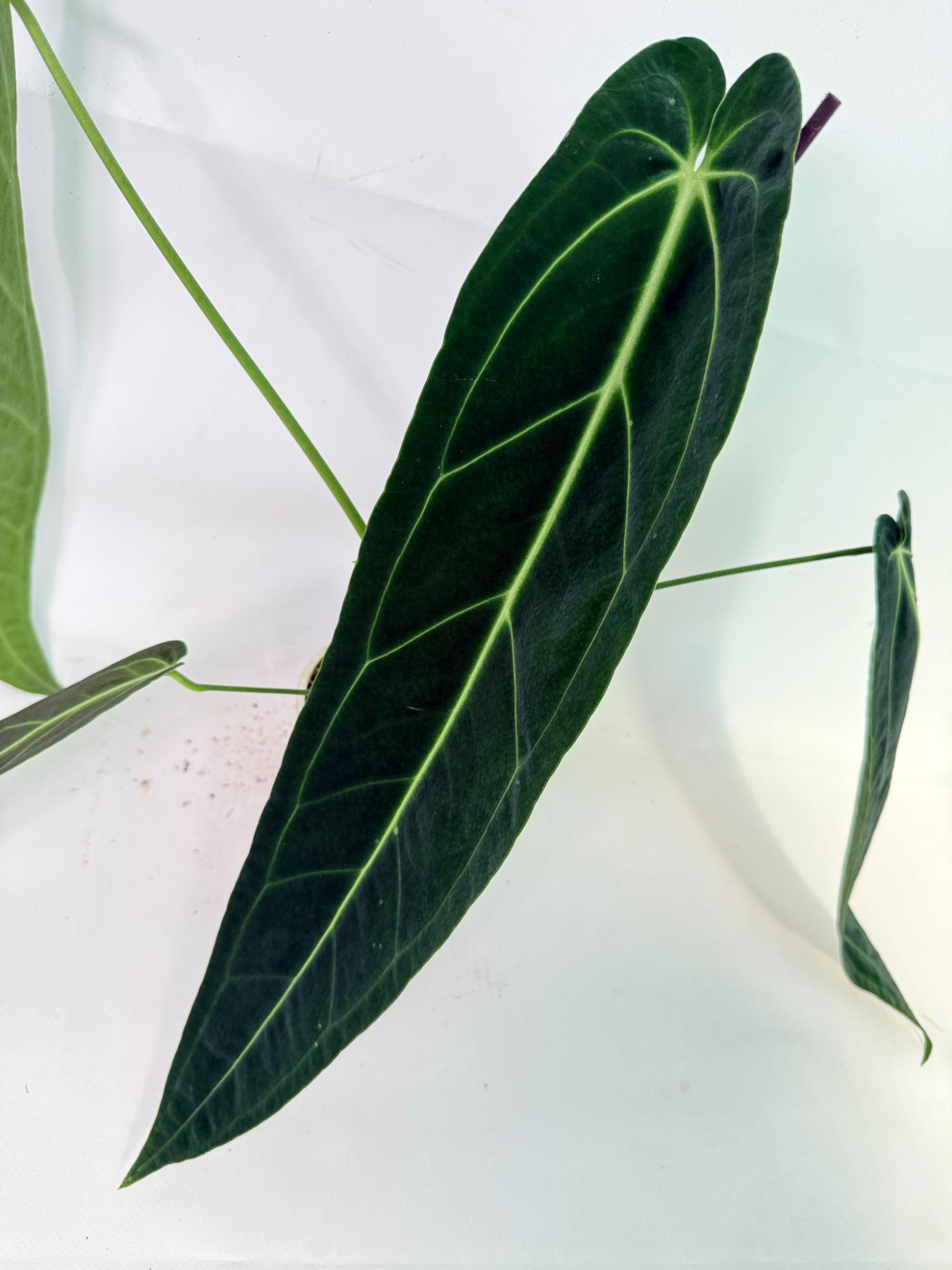 Anthurium Warocqueanum 04