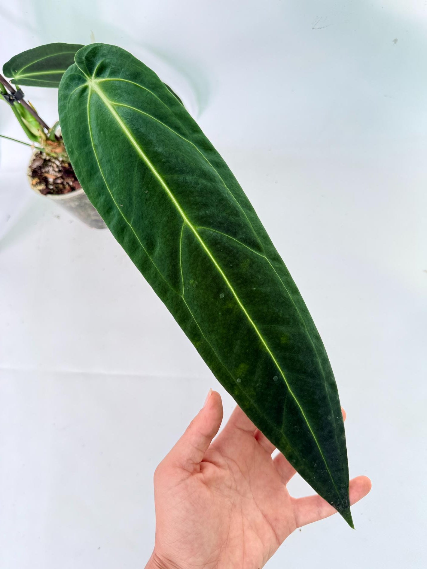 Anthurium Warocqueanum 05