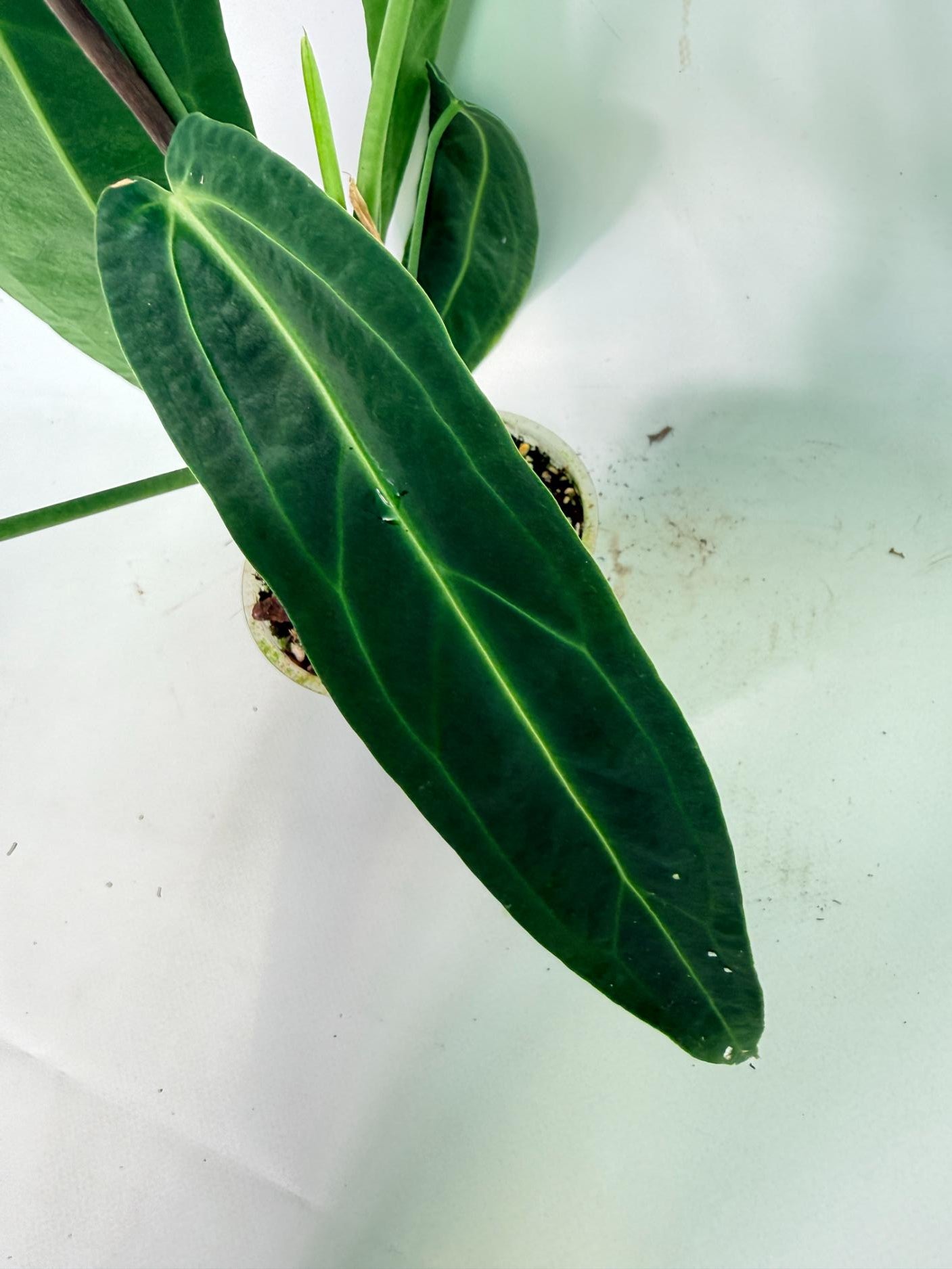 Anthurium Warocqueanum 06
